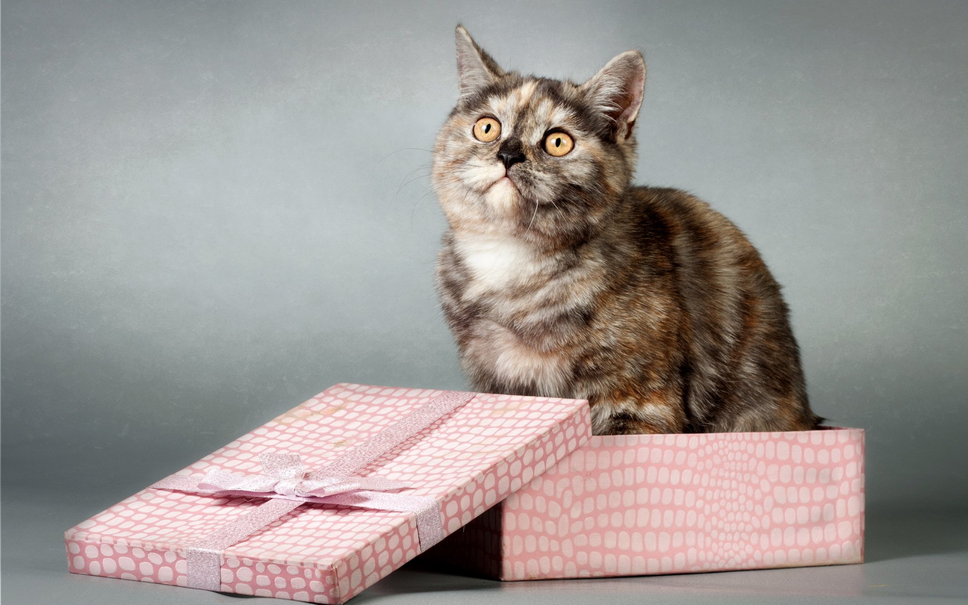 gato mirada caja regalo