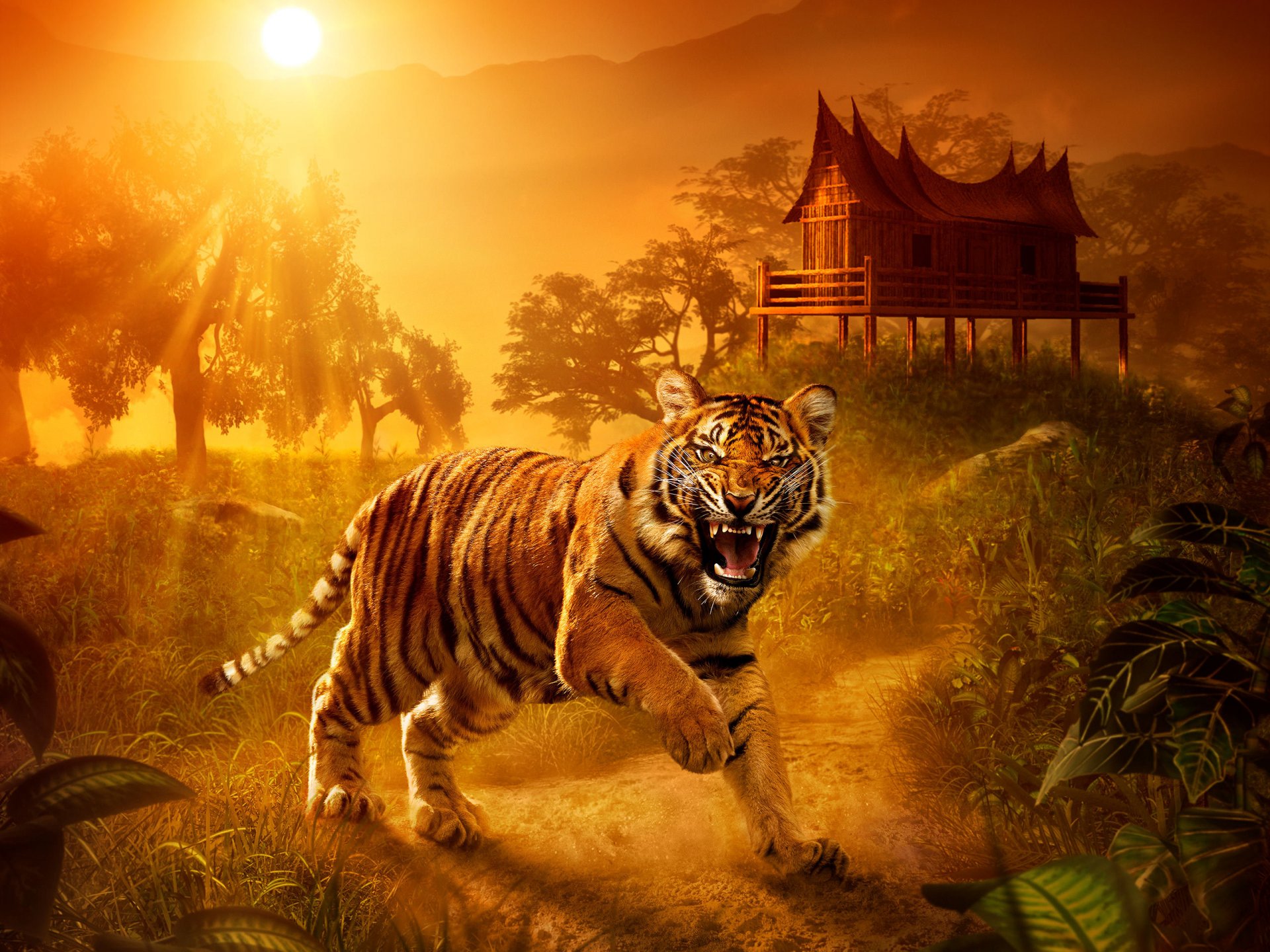 tiger predator view house sunset nature