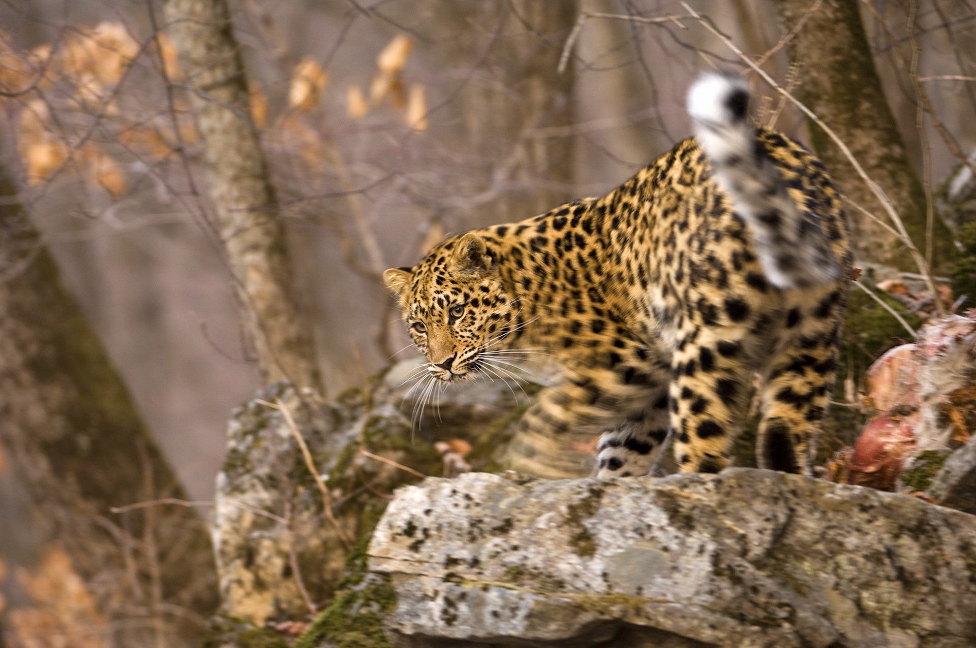 leopard snout blur motion