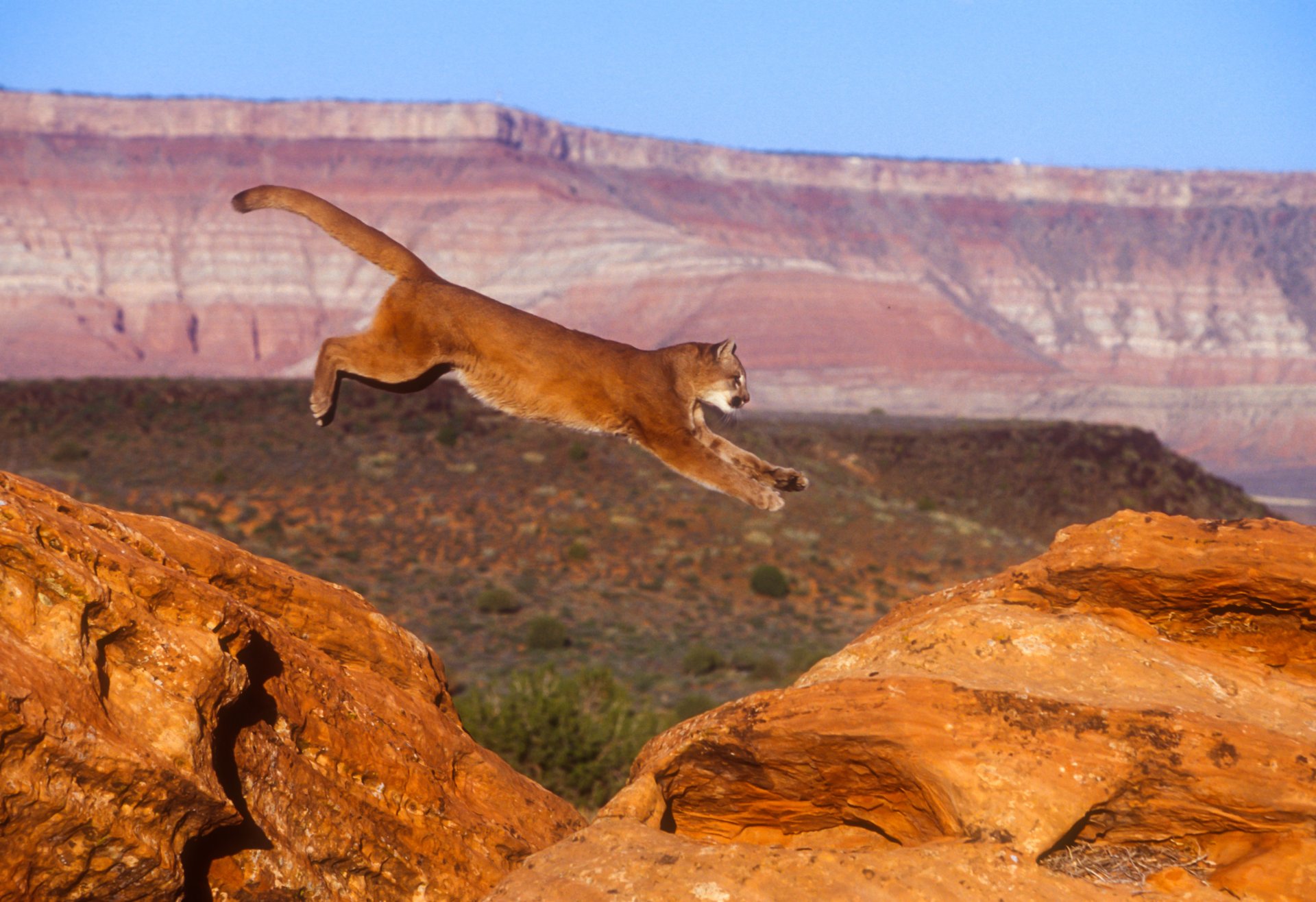 puma puma lew górski kot skok natura