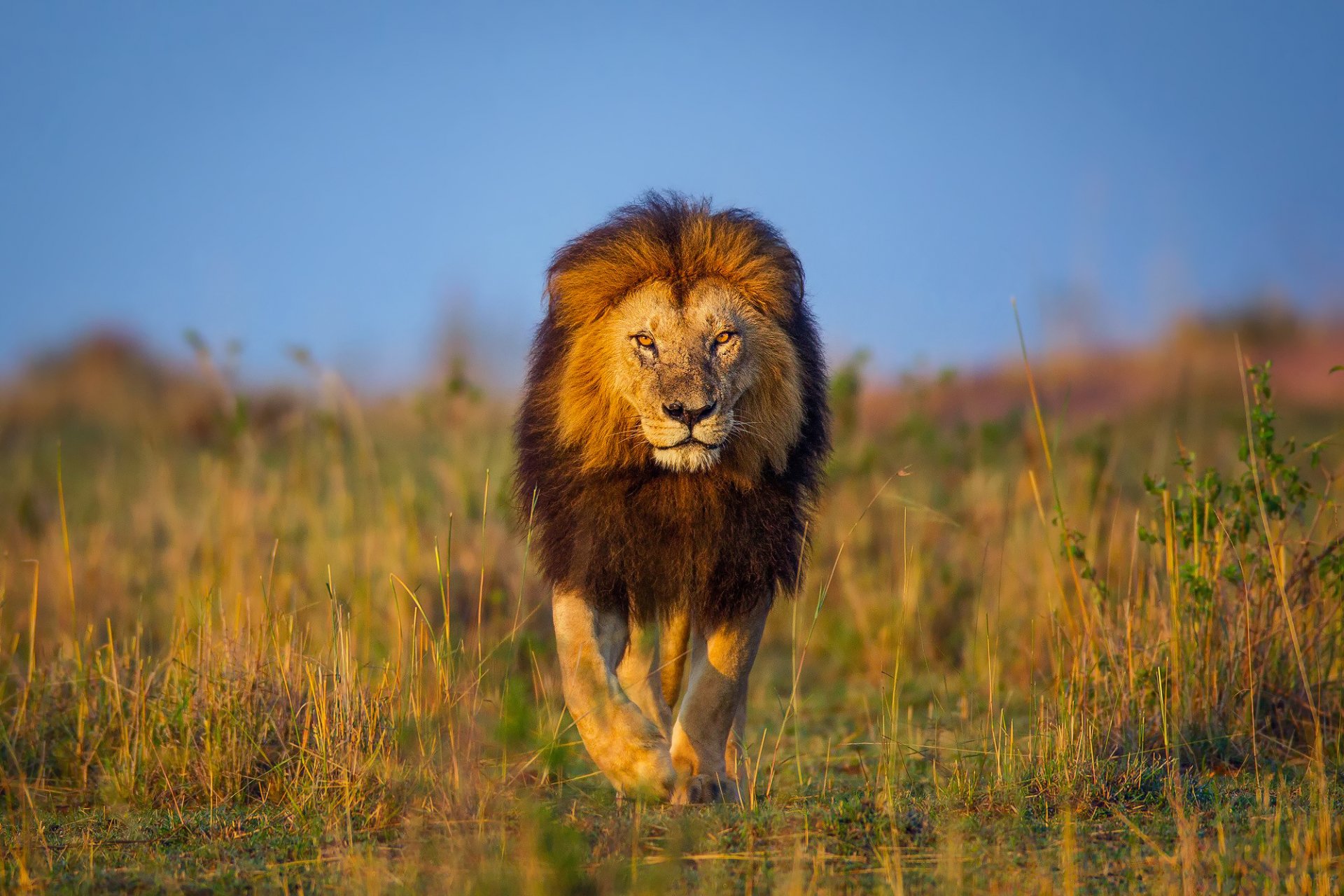 lion afrique kenya promenade