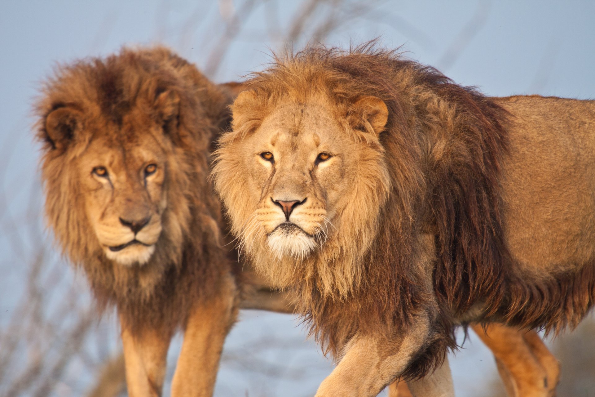 lion chat crinière frères lions