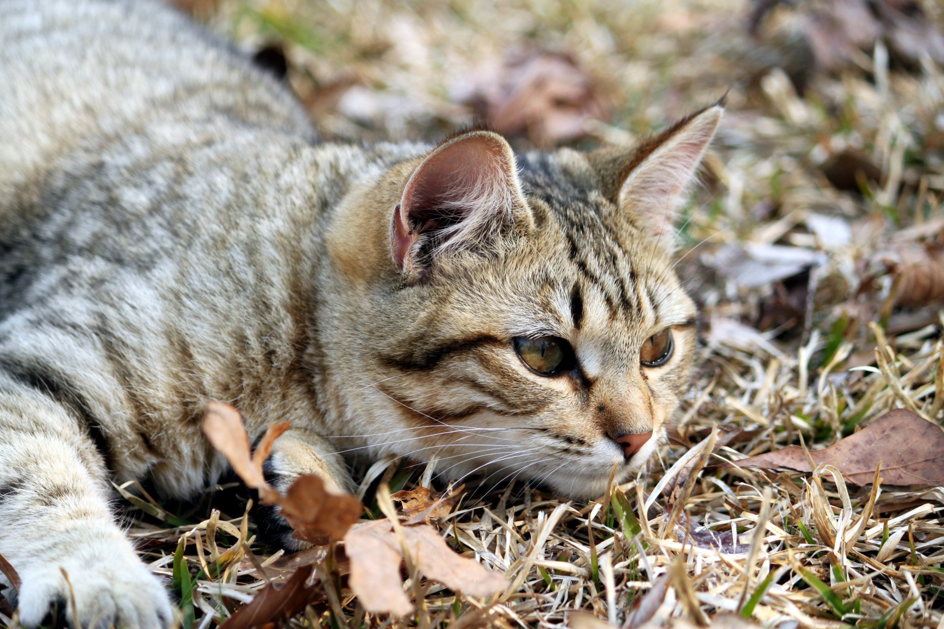 gato animal mirada ojos orejas hocico patas mentiras hojas naturaleza