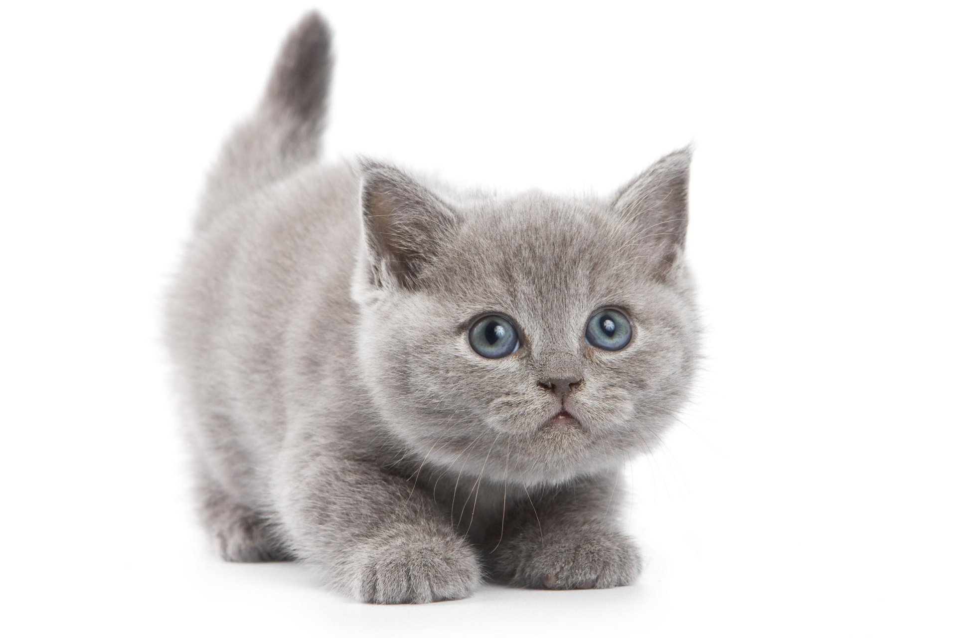 cat grey white background