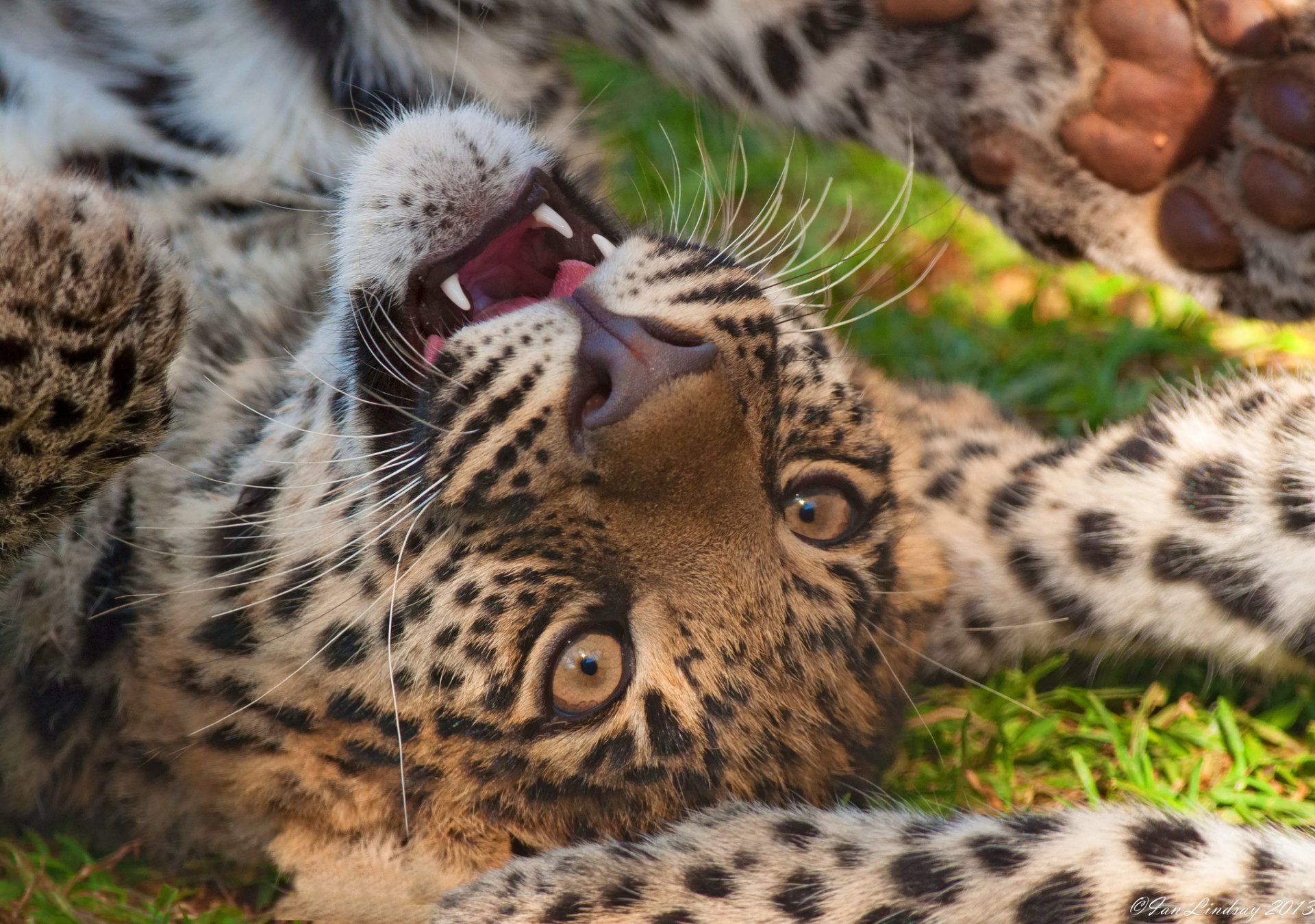 leopardo muso predatore gioco