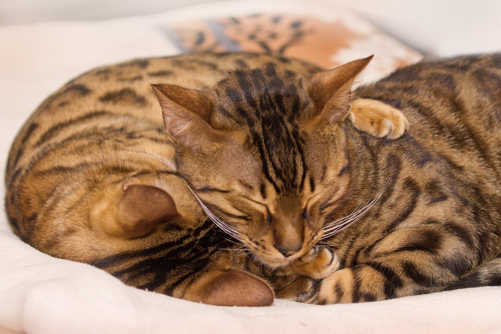 chats du bengale dormir étreindre se réchauffer couleur