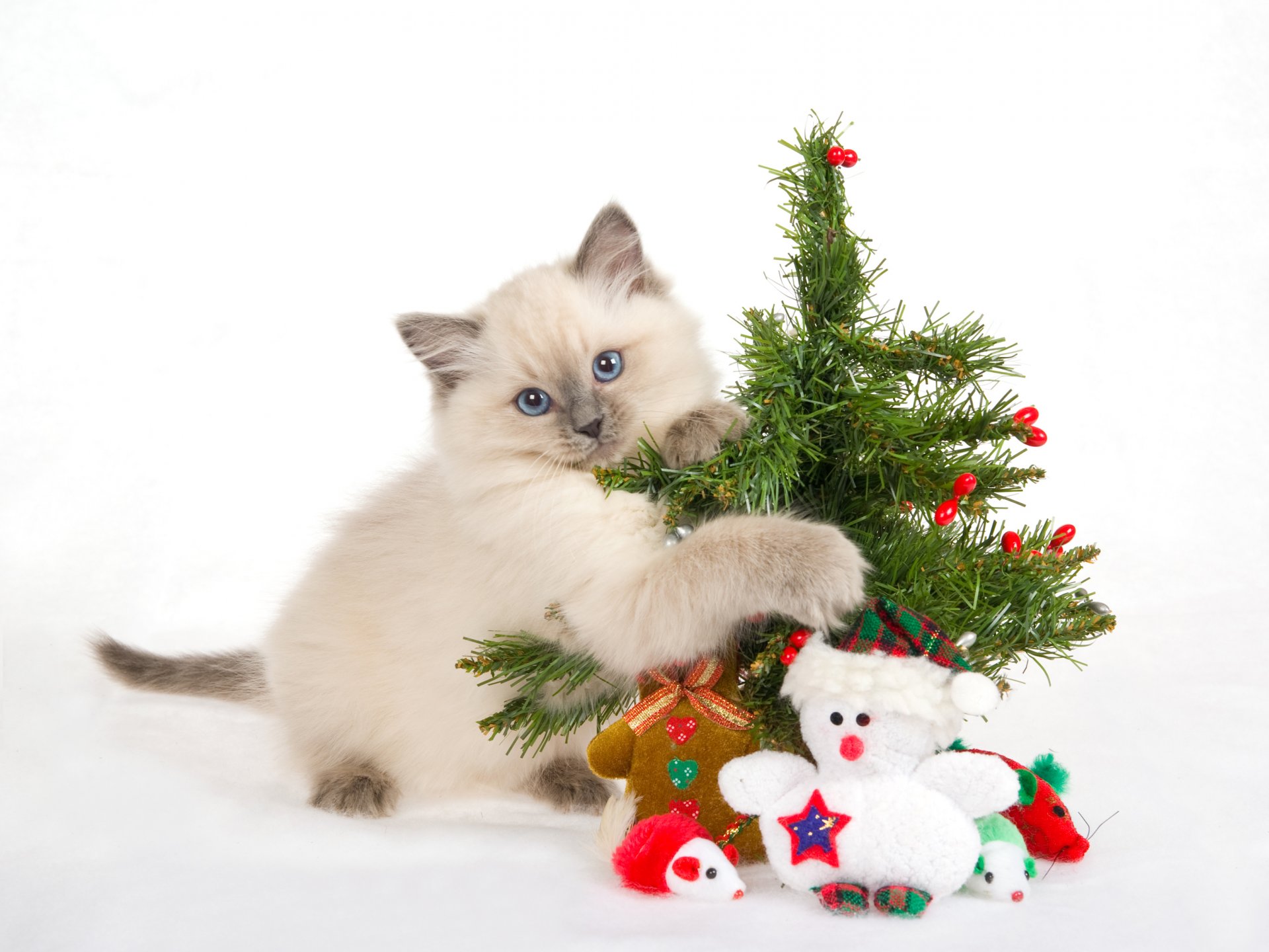 chaton arbre de noël nouvel an