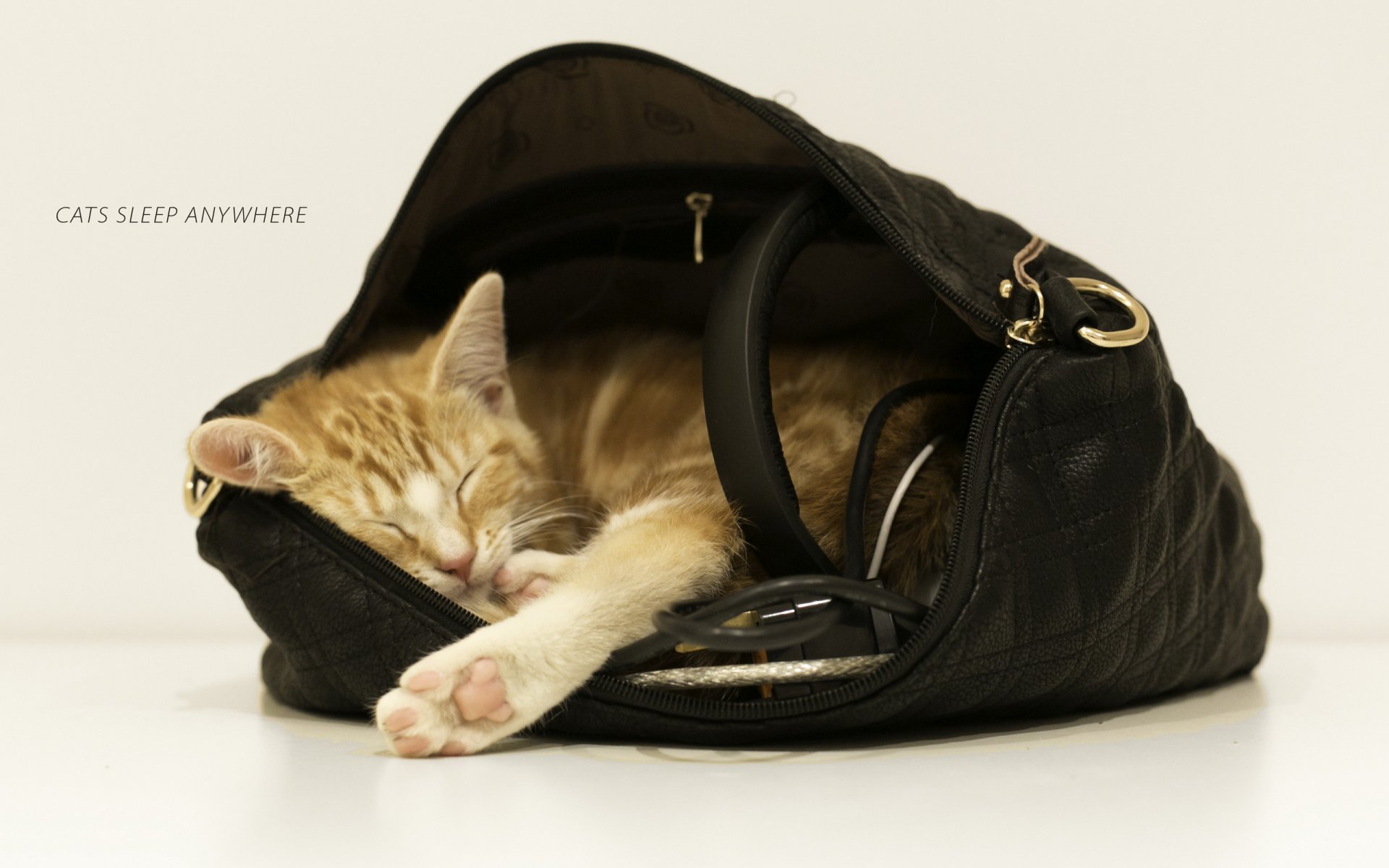 cat bag background