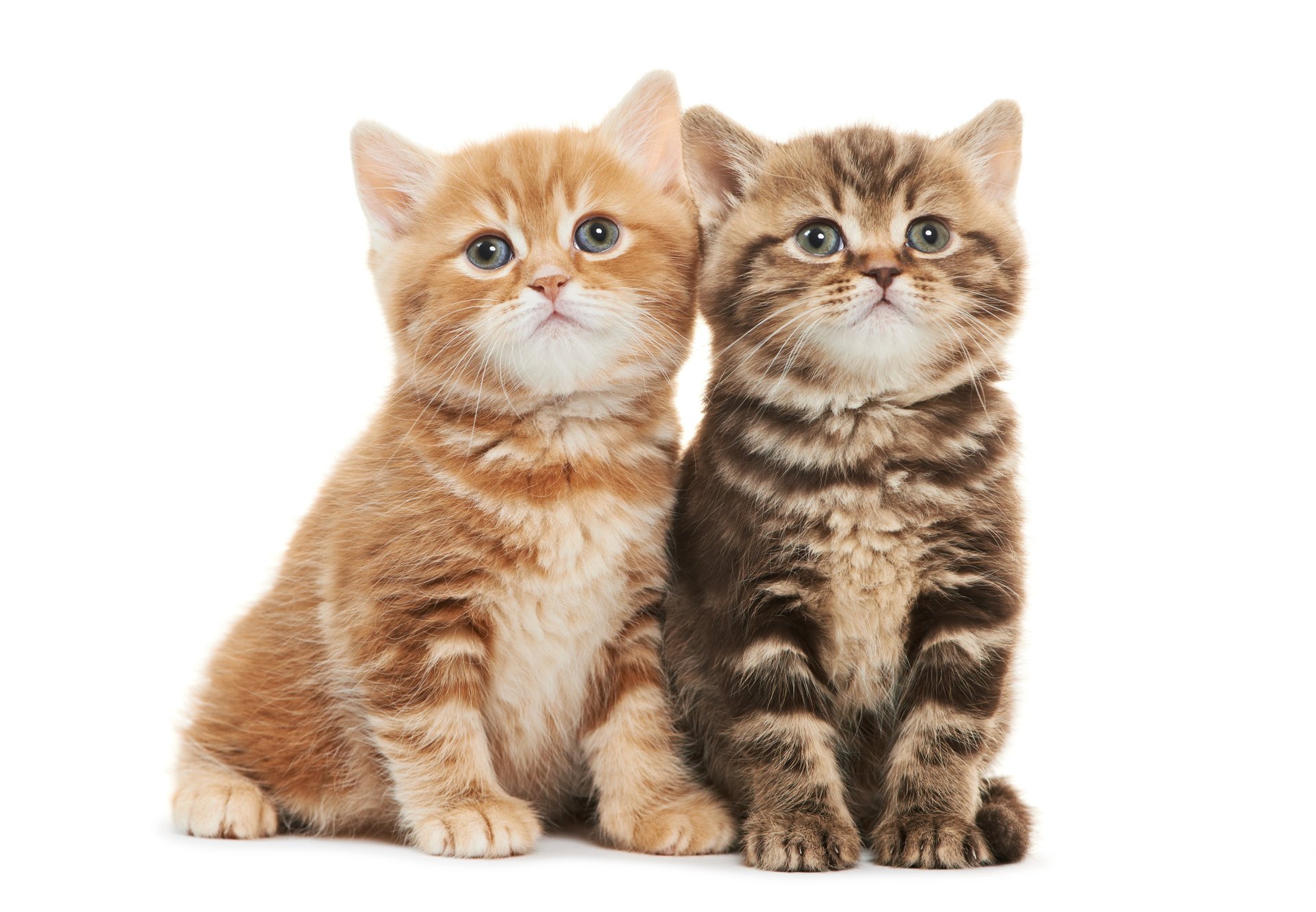 chatons tout-petits duo