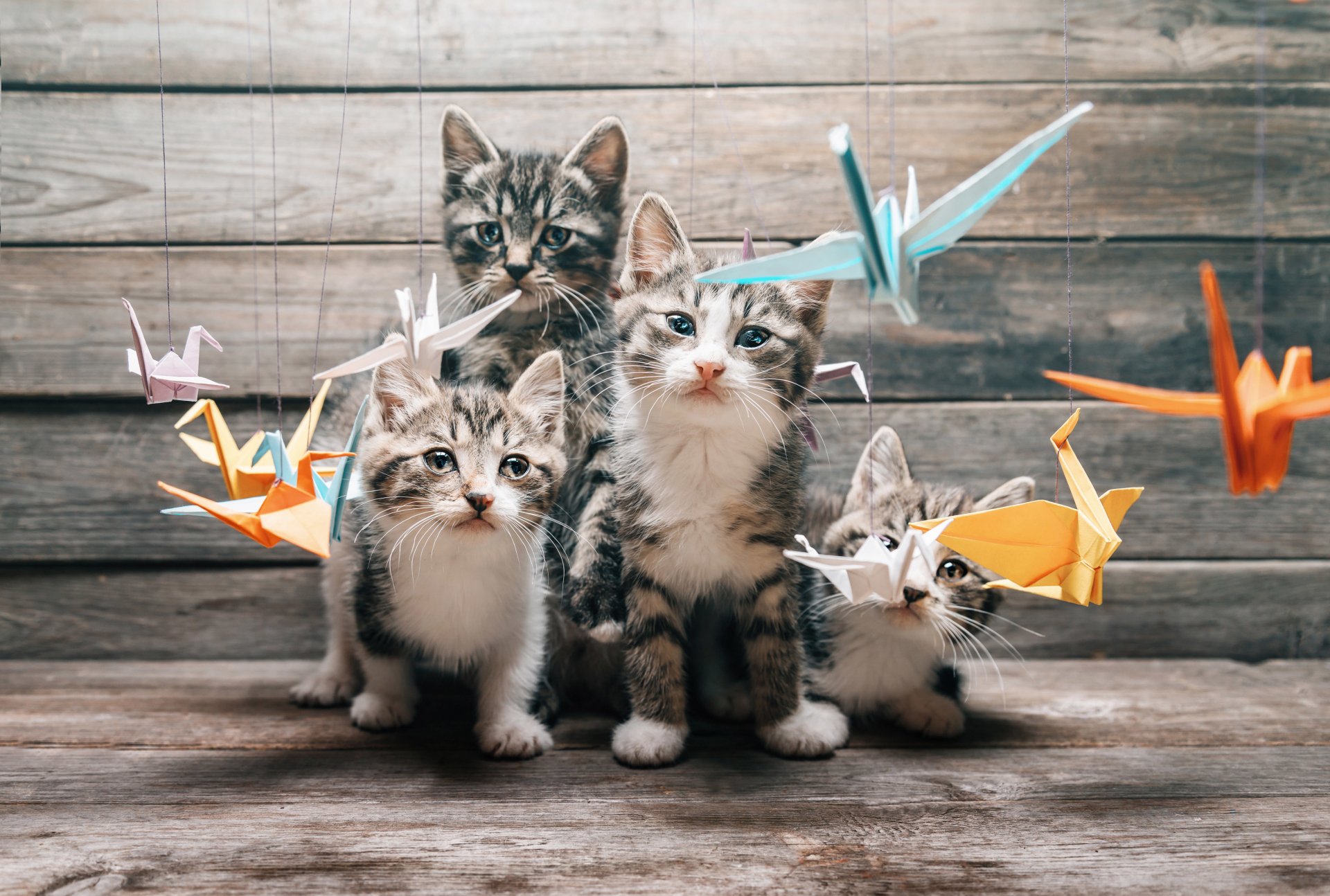 cat cat mustache paws tail cats team four look study movement colorful paper origami crane cranes different cats blur bokeh wallpaper