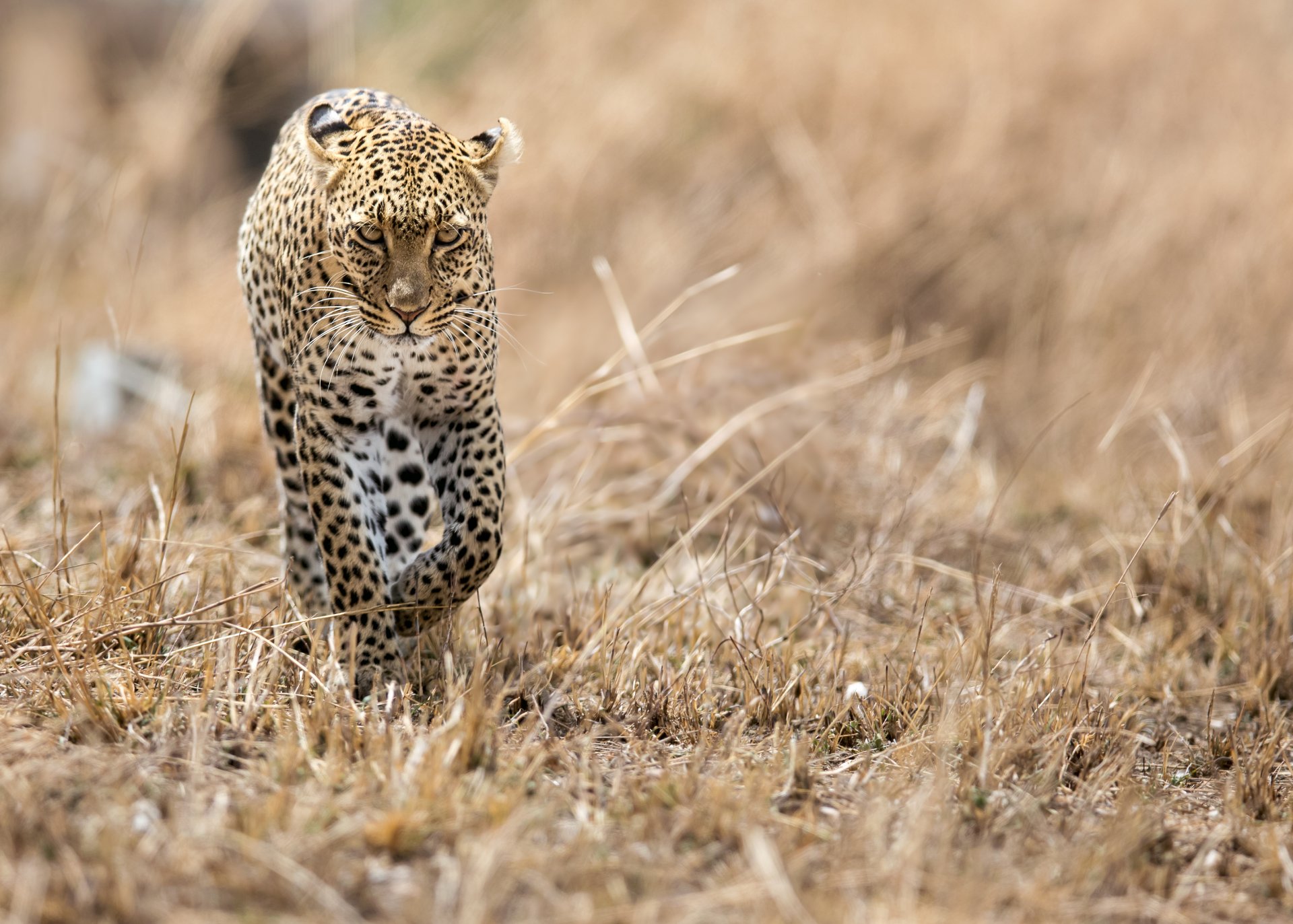 leopard afrika savanne katze raubtier