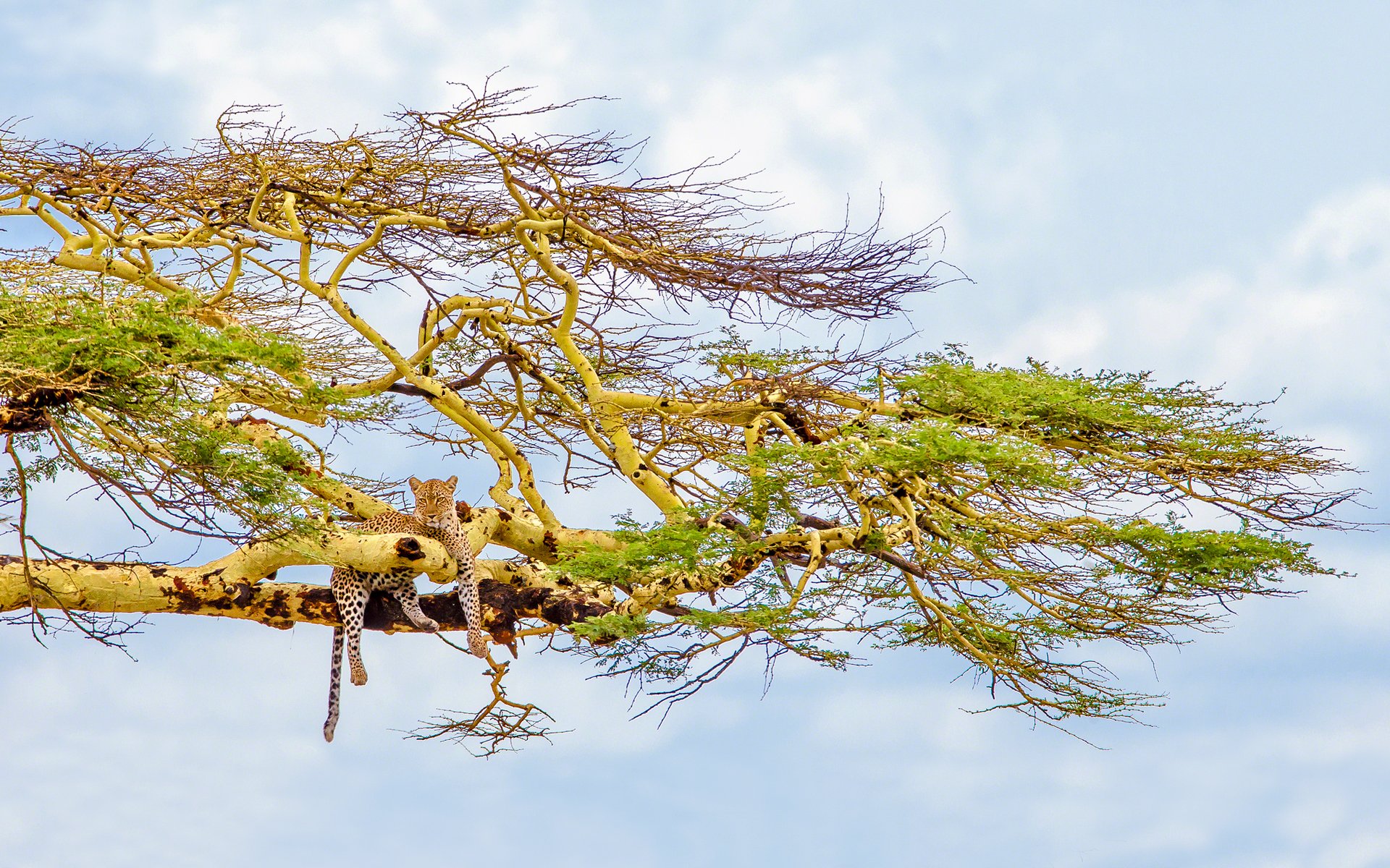 grand chat léopard arbre ciel