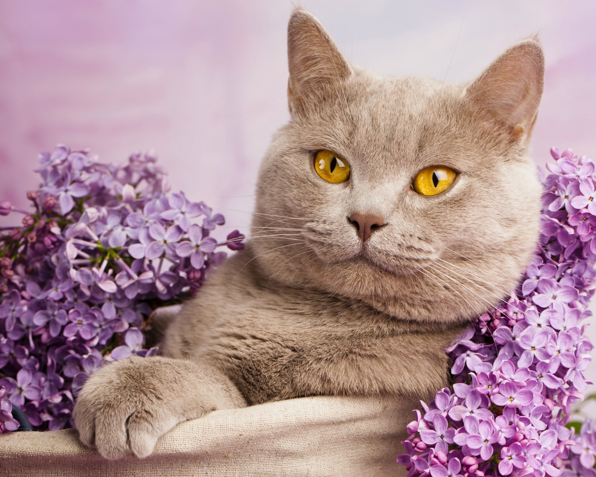 british shorthair cat cat lilac portrait