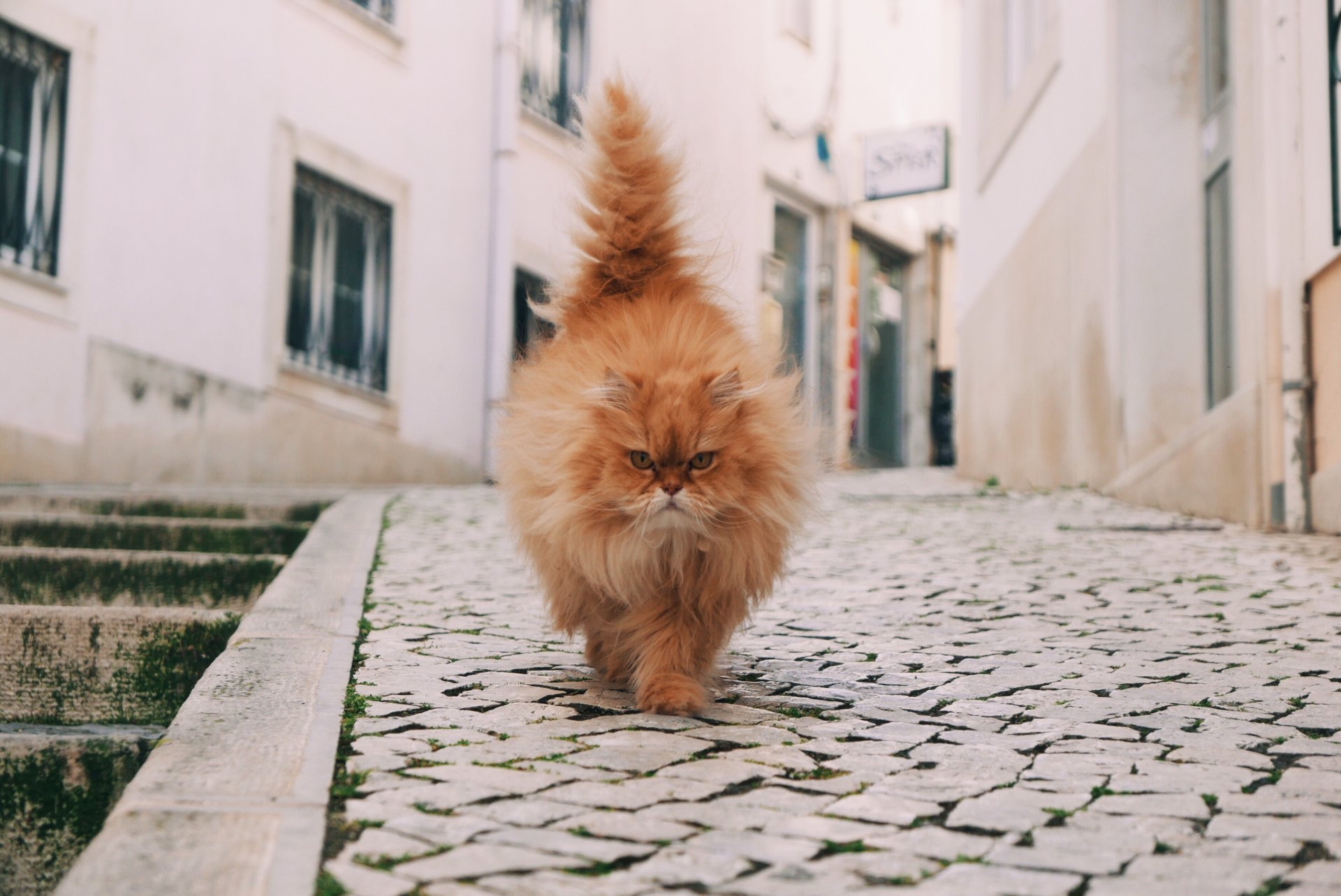 katze schnauze blick schwanz straße