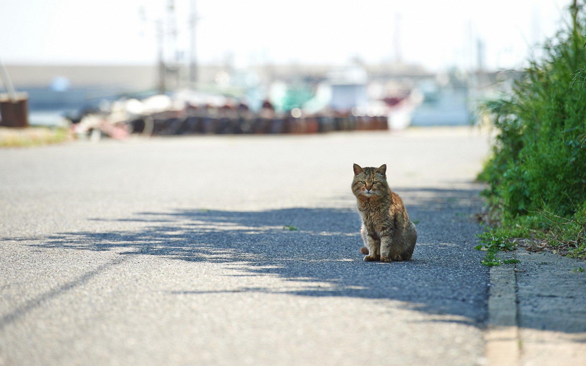 gato calle ciudad