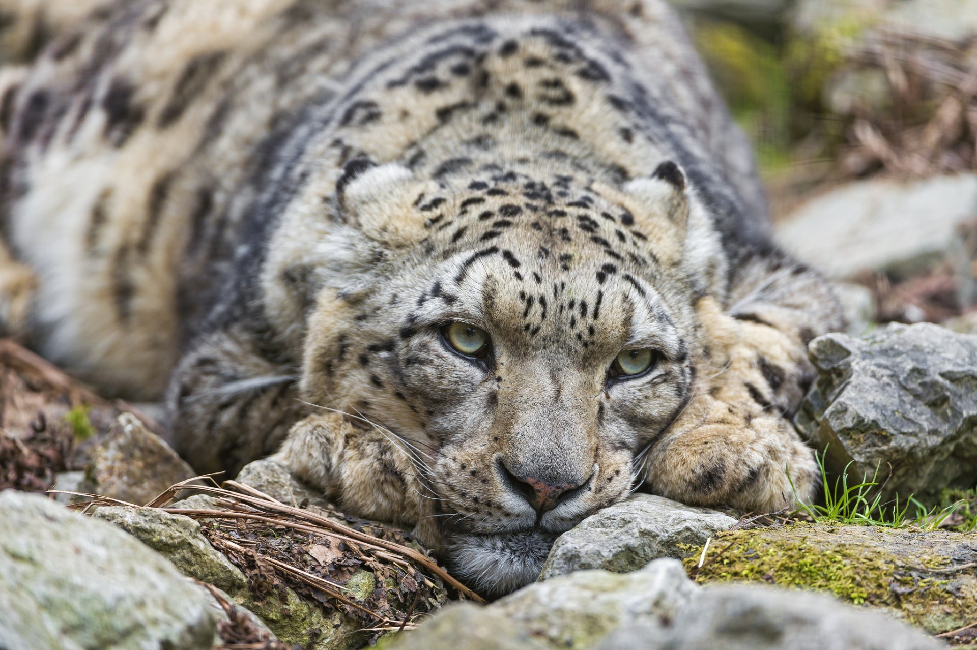 léopard des neiges irbis chat pierres regard ©tambako the jaguar