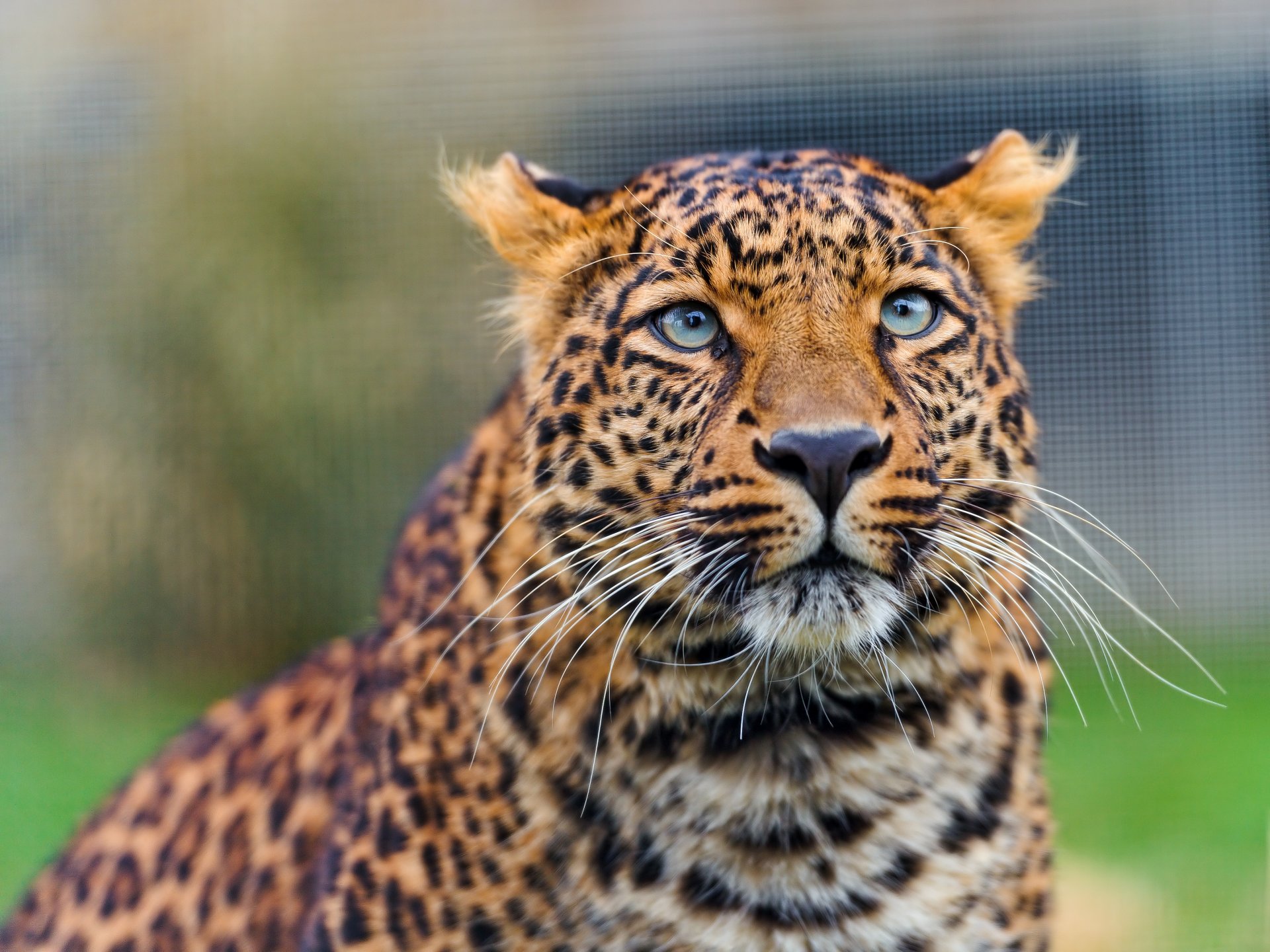 leopardo de amur gato mirada leopardo ©tambako the jaguar