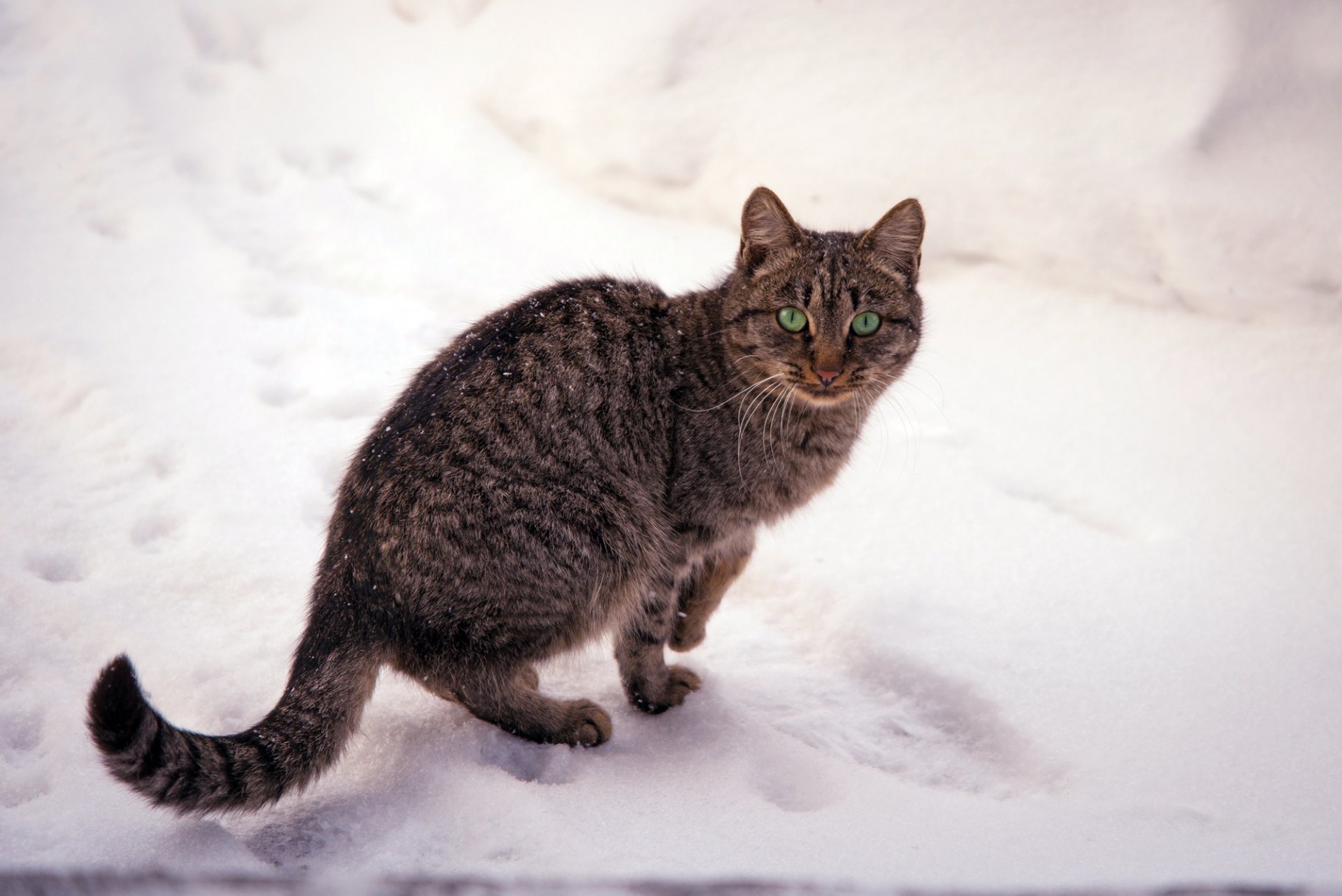 katze gestreift katze augen grün schnee natur winter