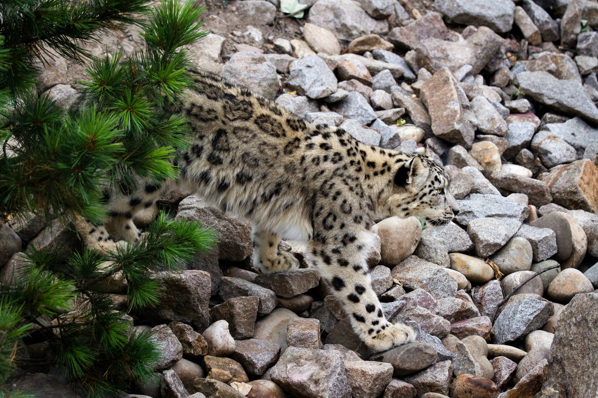 leopardo delle nevi irbis gatto pino pietre