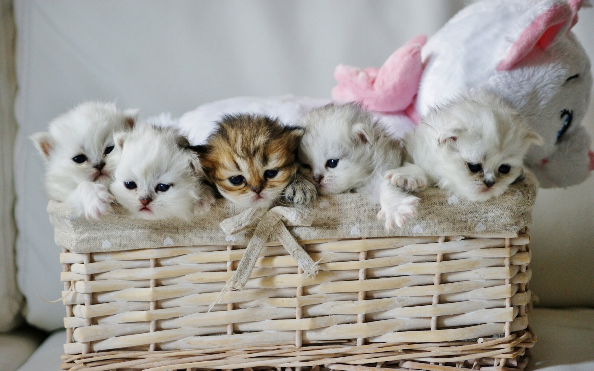 gatitos niños pequeños cesta juguete oso de peluche