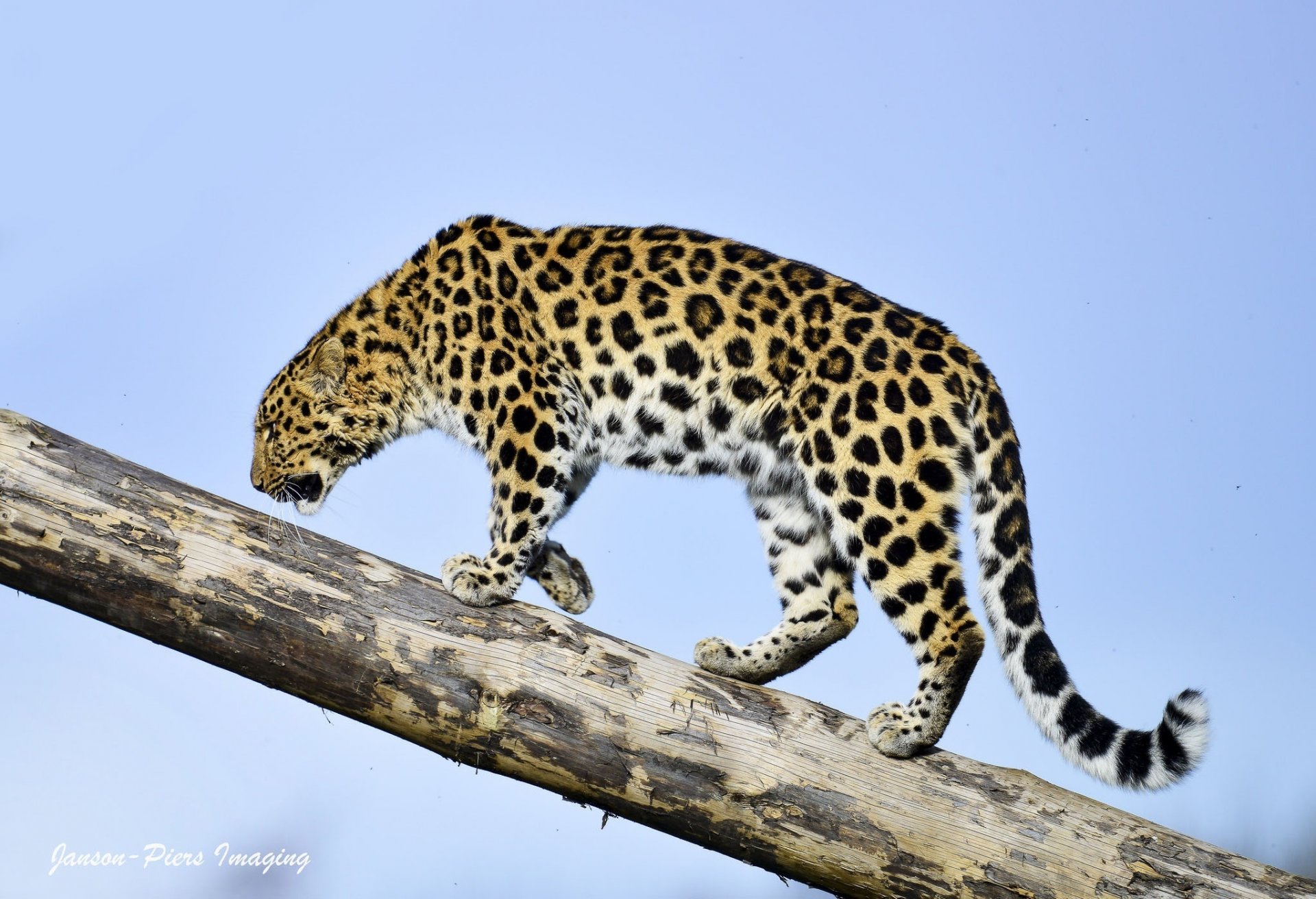 leopardo de amur gato salvaje depredador perfil tronco cielo