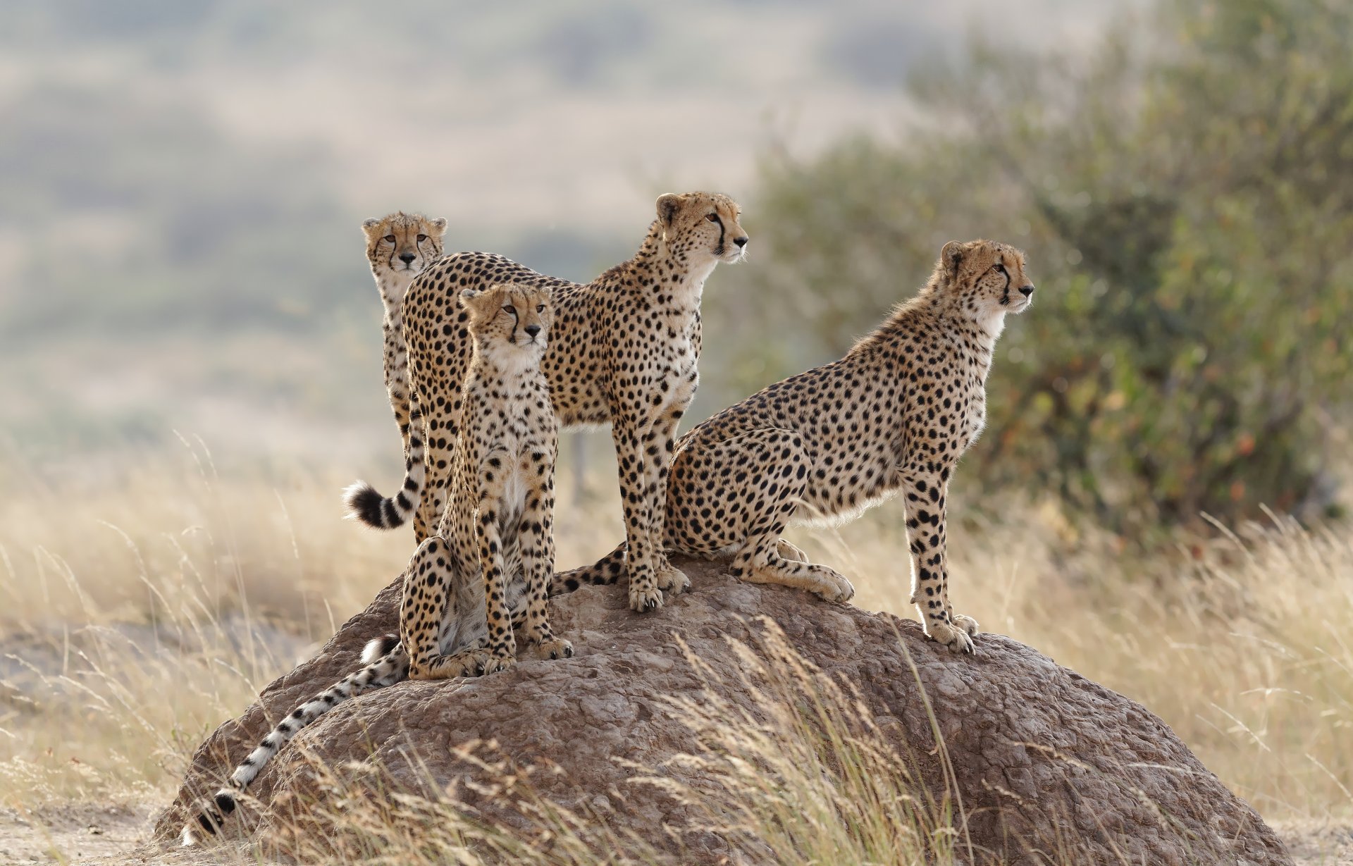 cheetahs cats family family hill gra