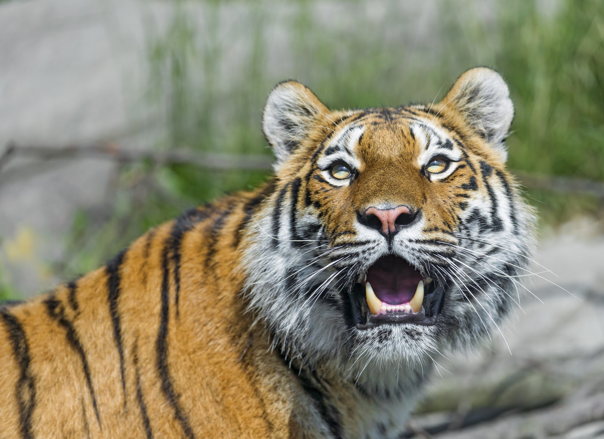 tigre amour chat regard crocs ©tambako the jaguar