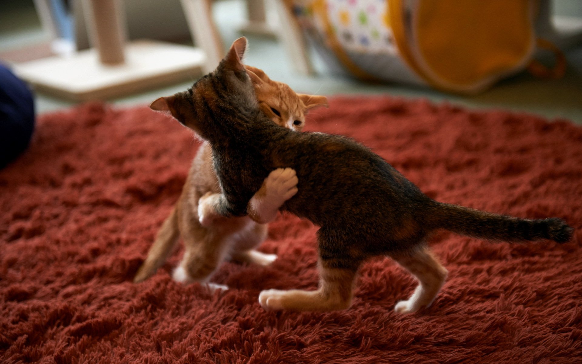 chats sumo maison