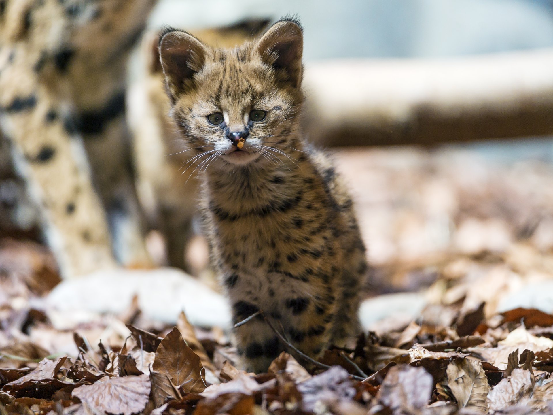 serval kot dziecko liście wygląd ©tambako jaguar