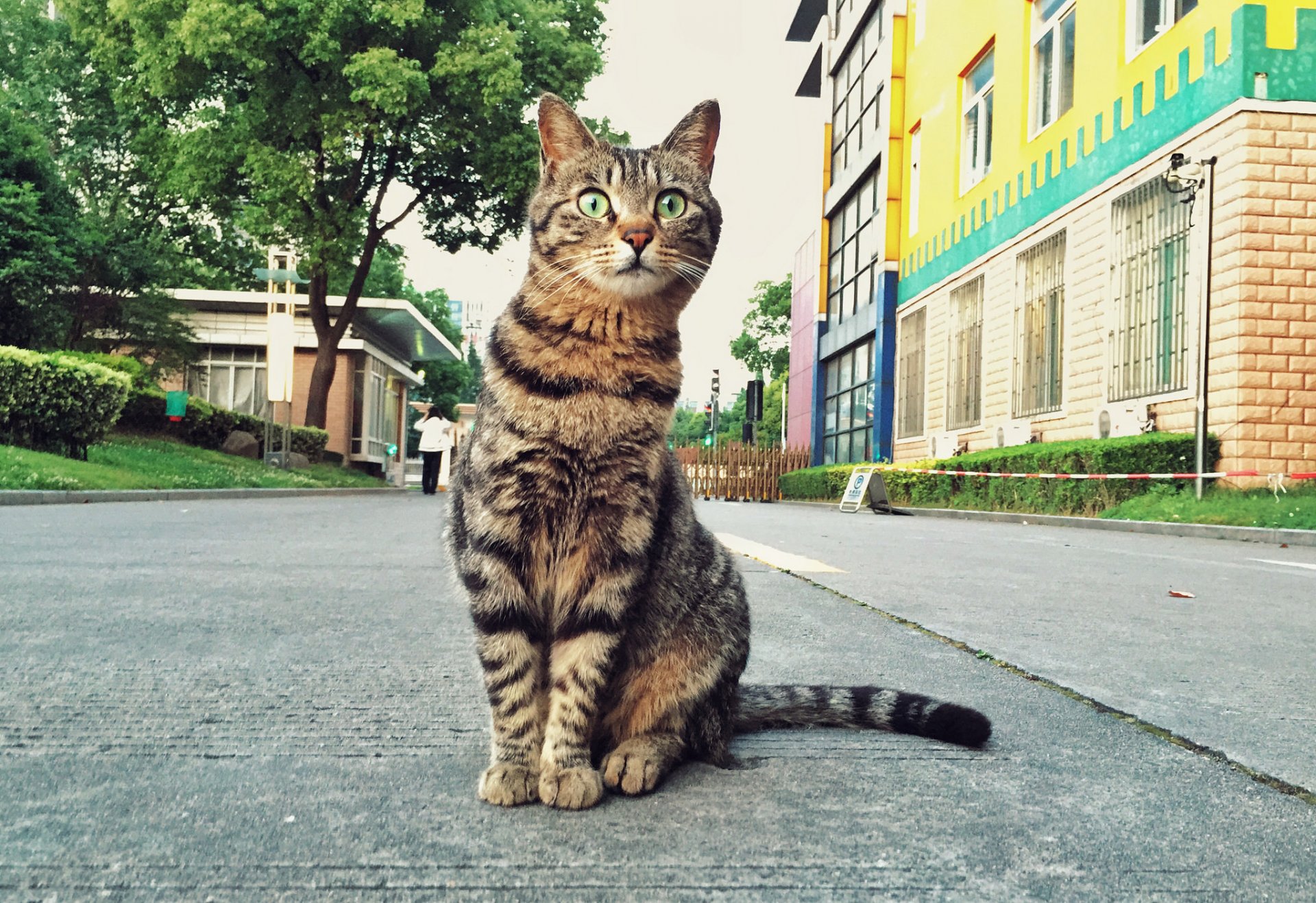 katze katze blick straße