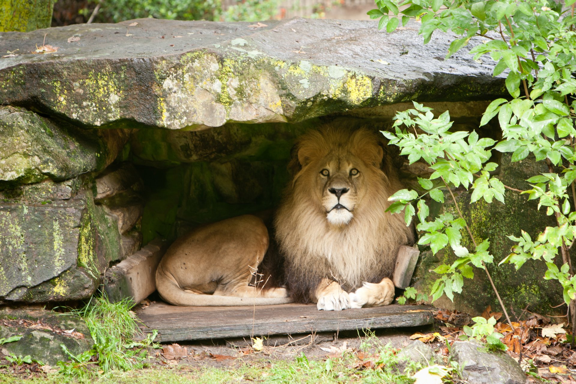 löwe katze mähne höhle stein