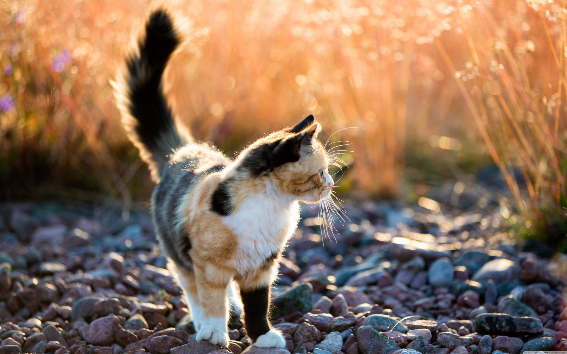 chat tacheté chat cailloux