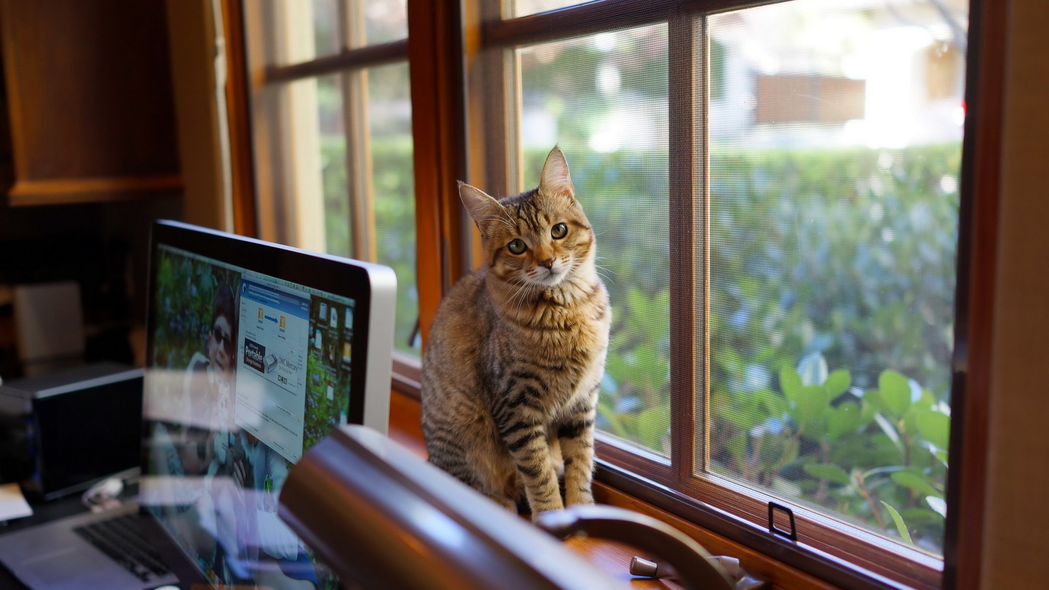 katze wolle blick fenster computer