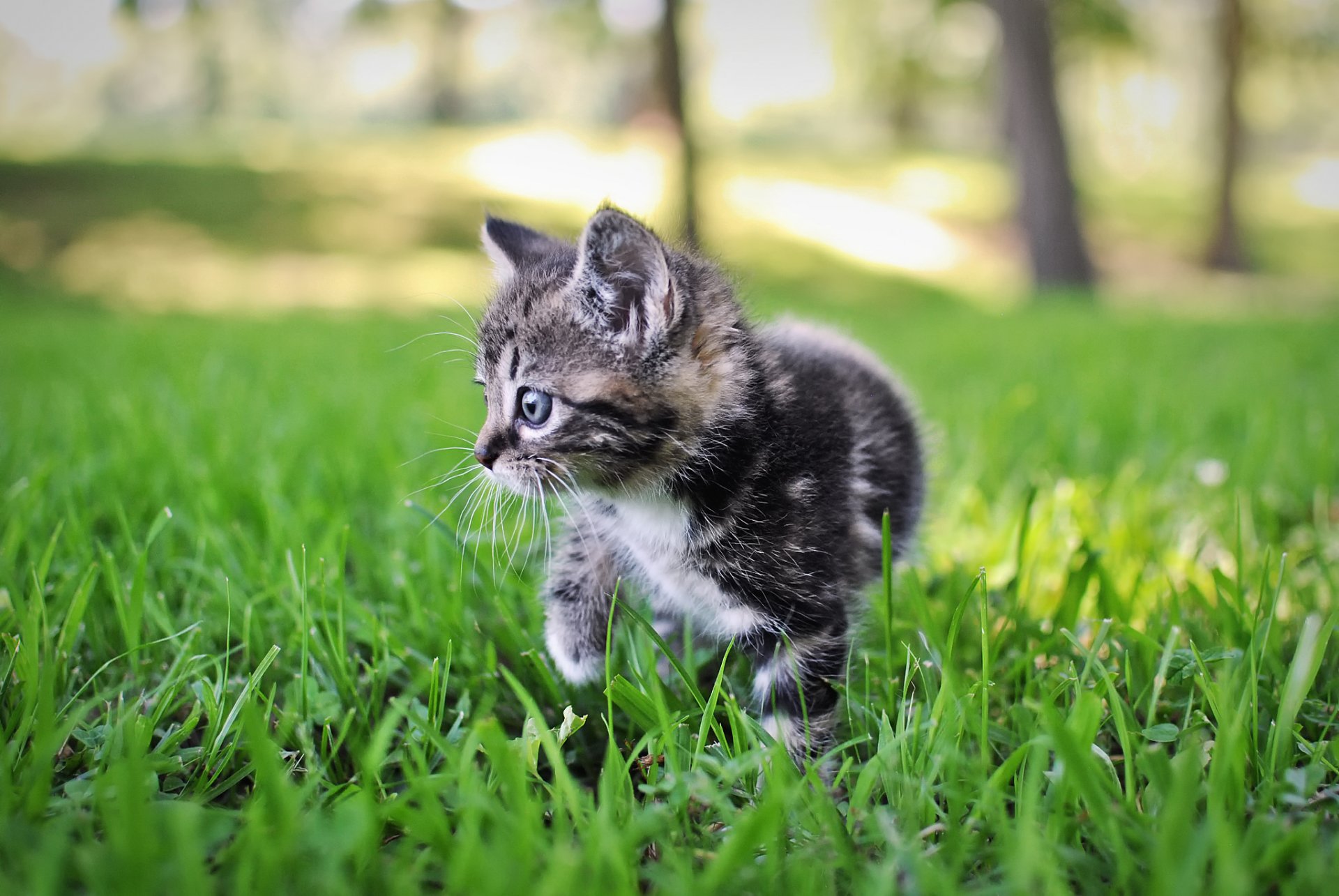 chaton gris rayé herbe nature bokeh