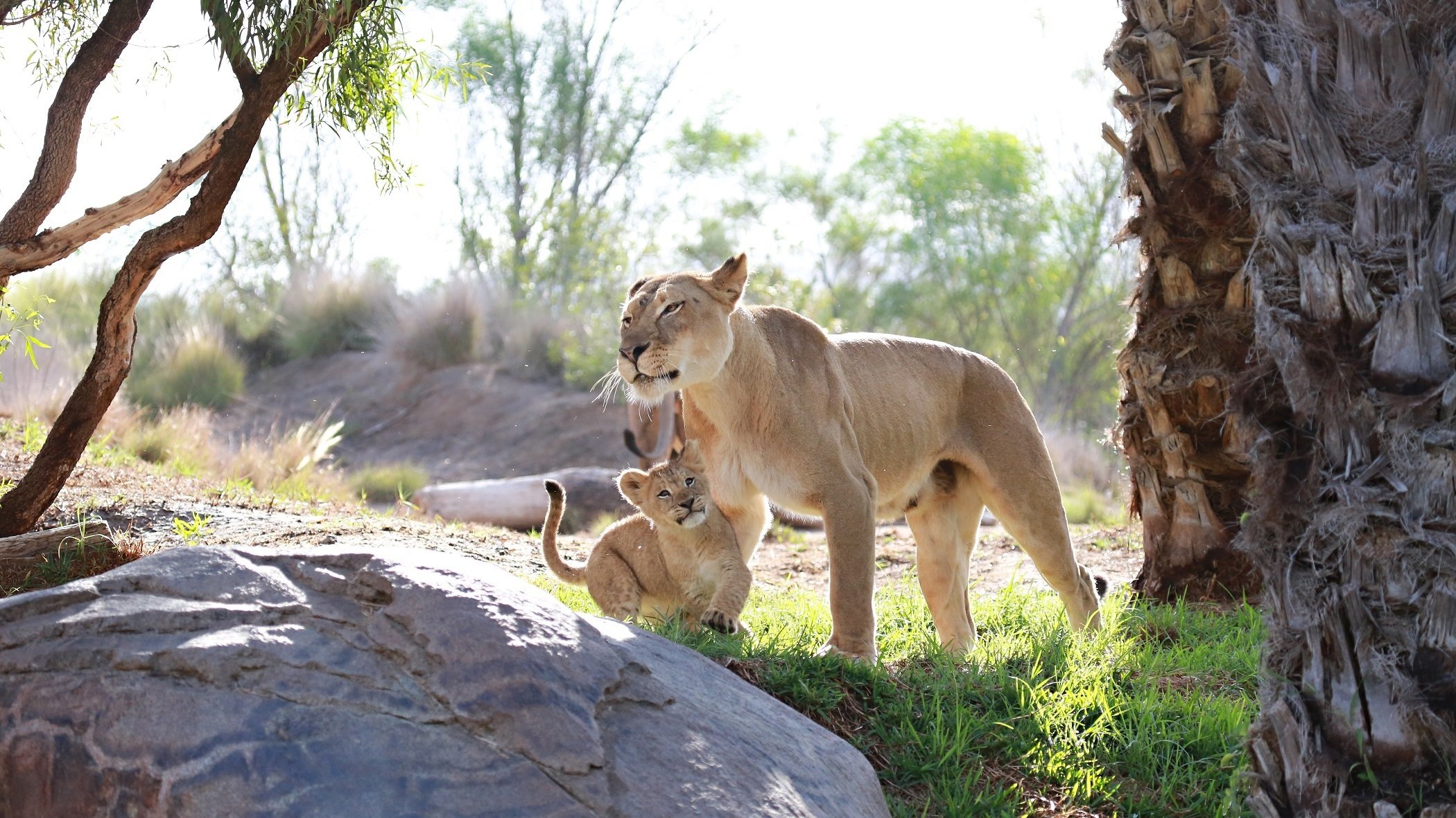 leoni gatti selvatici predatori coppia famiglia leonessa madre bambino maternità cura