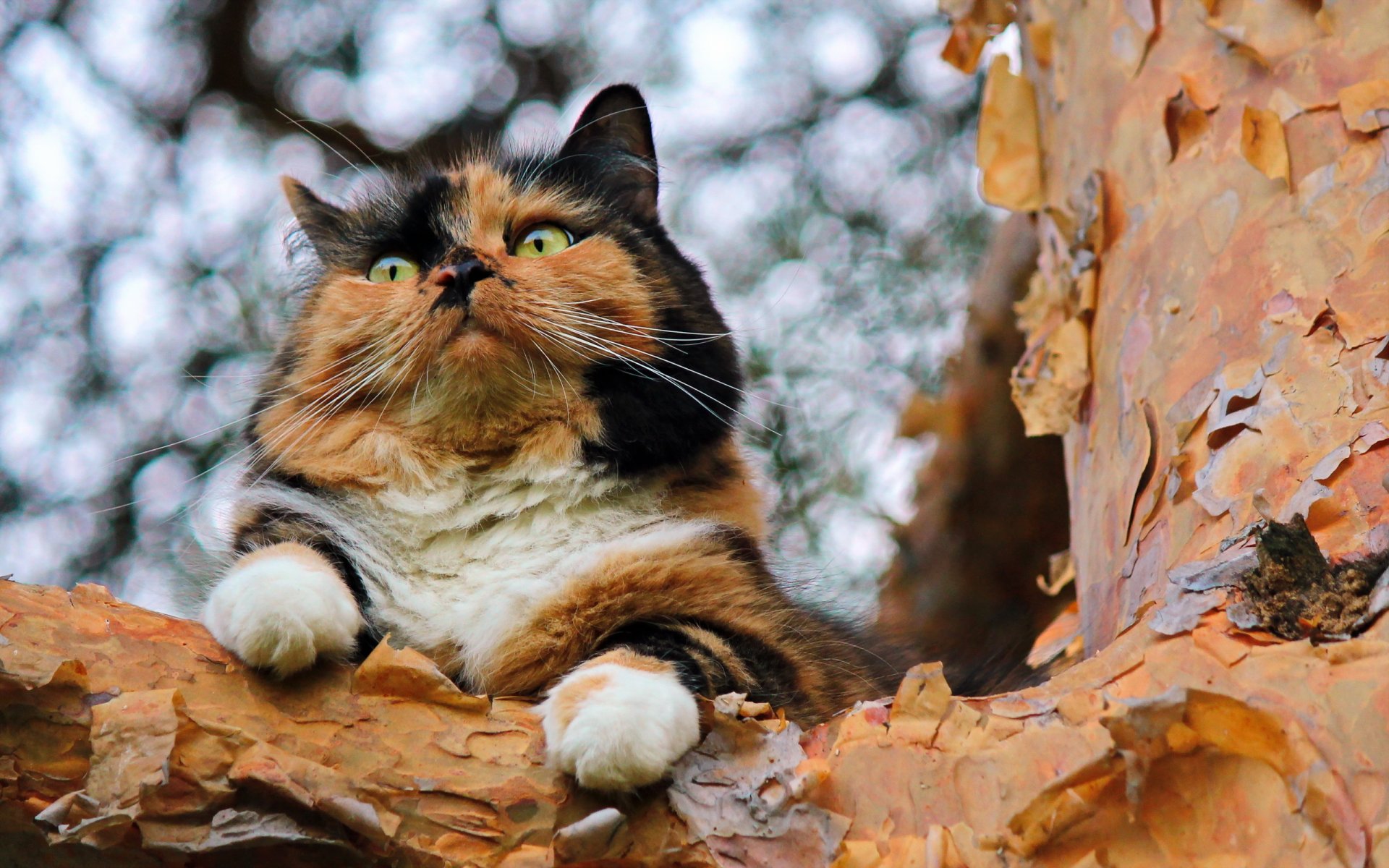 gato árbol fondo