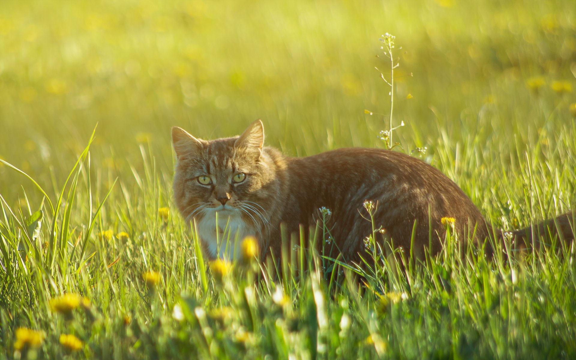 chat roux marche herbe fleurs clairière