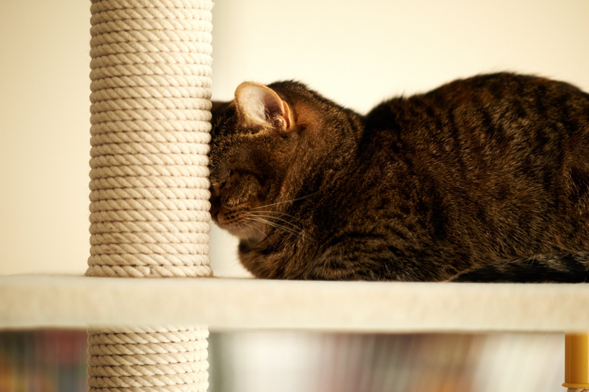 chat maison dormir bâton poteau cordon