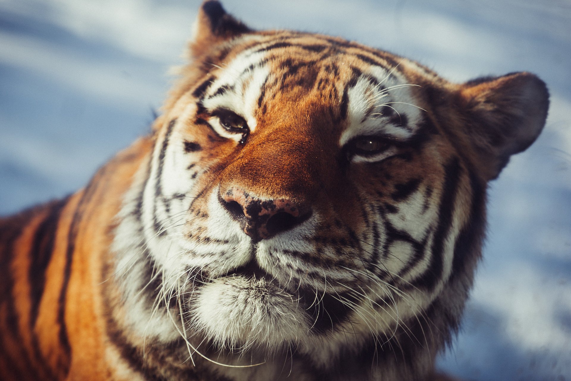 amur tiger view wild cat predator face