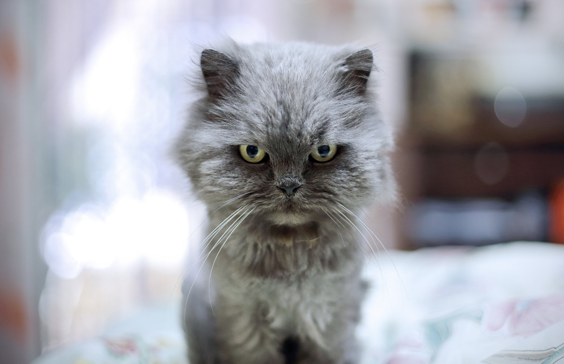 katze augen katze blick böse hintergrund