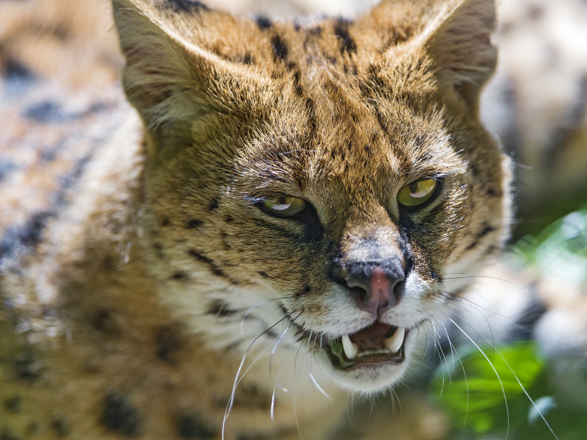 serval katze schnauze eckzähne ©tambako der jaguar