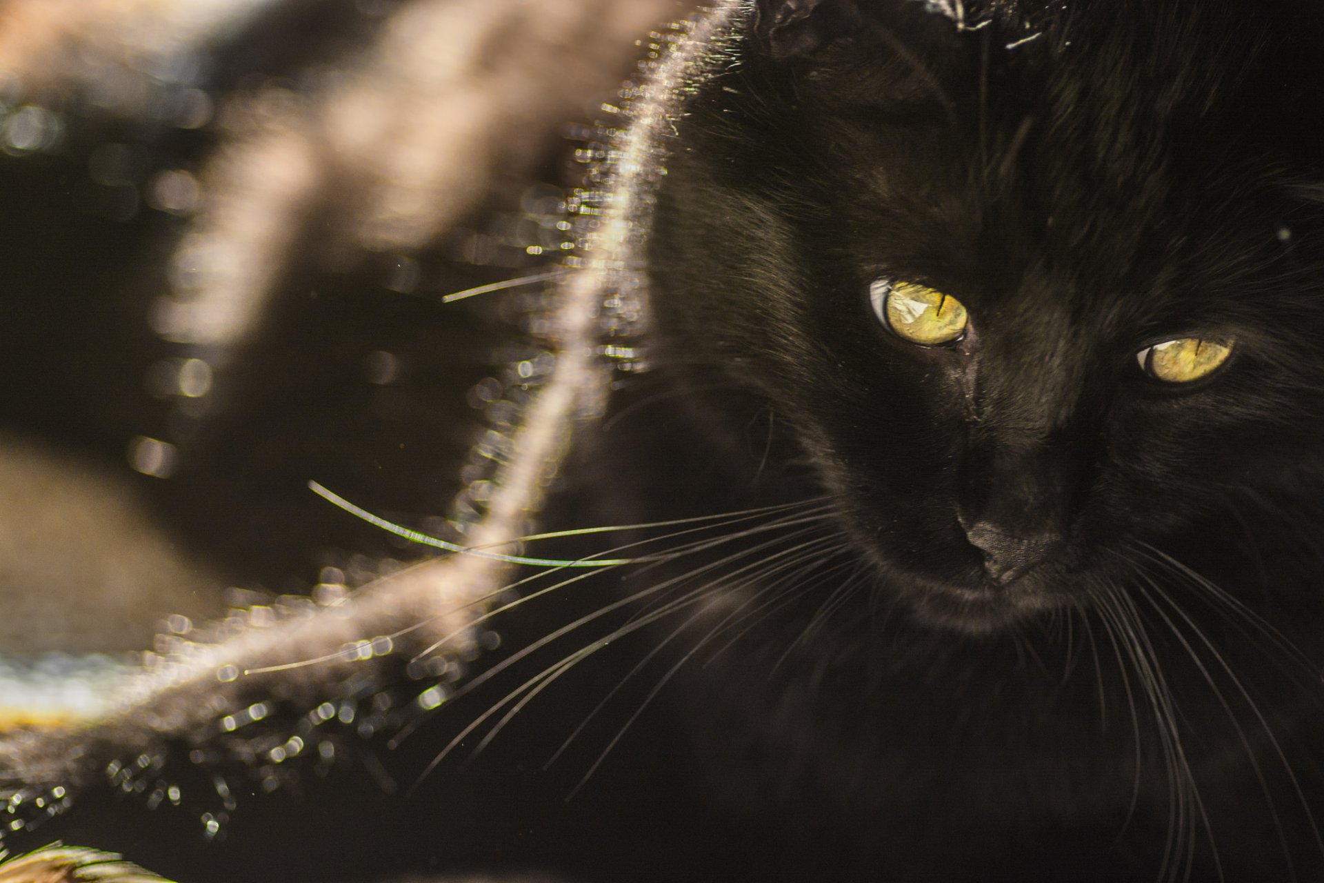 gato negro mirada fondo