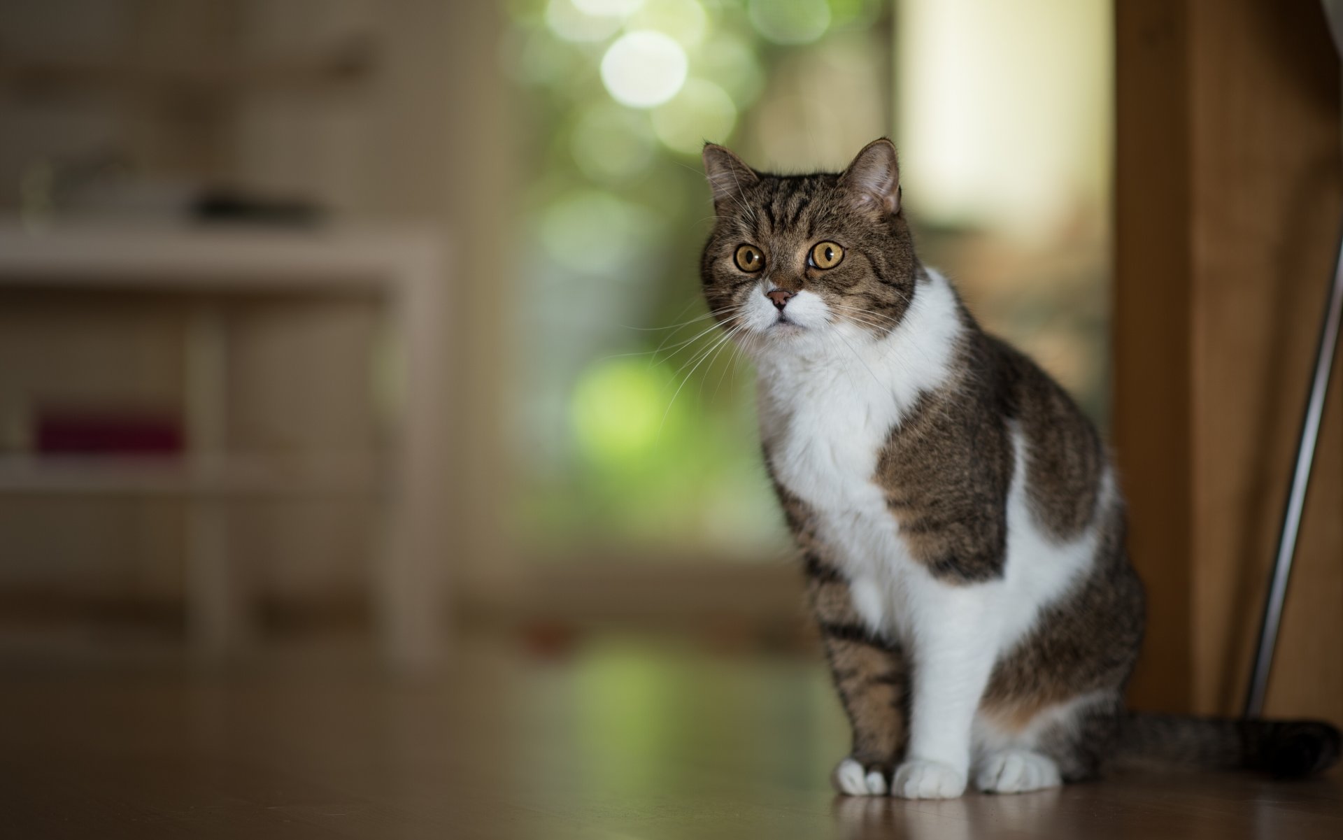 cat cat posing portrait