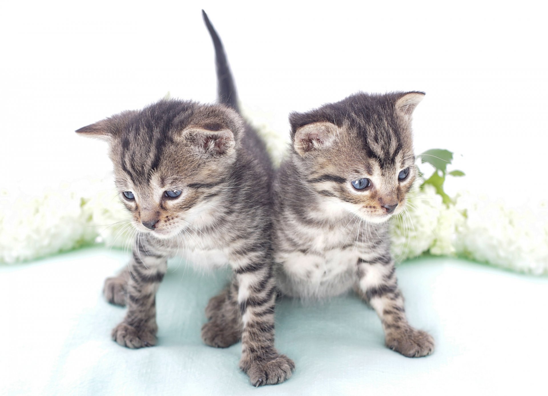 chatons bébés jumeaux