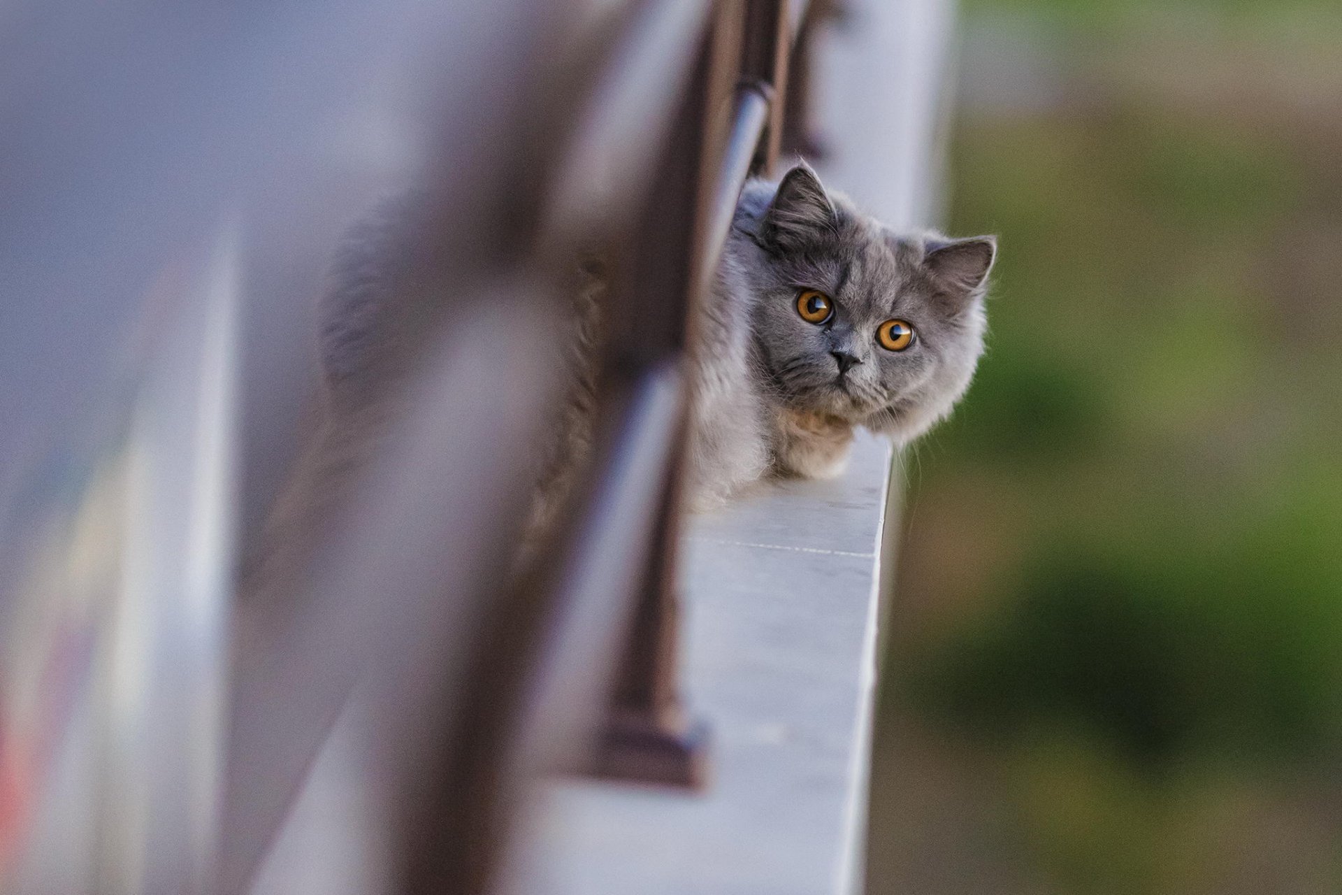 cat face fence watche