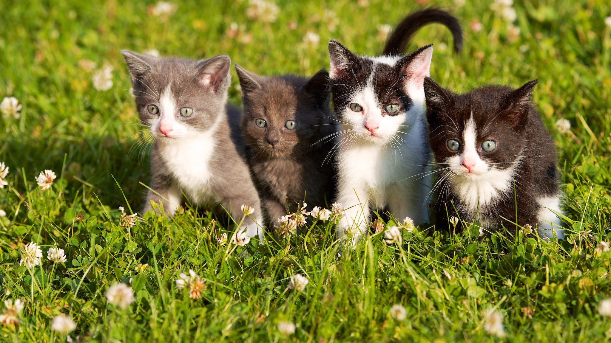 gattini bambini piccoli occhi erba