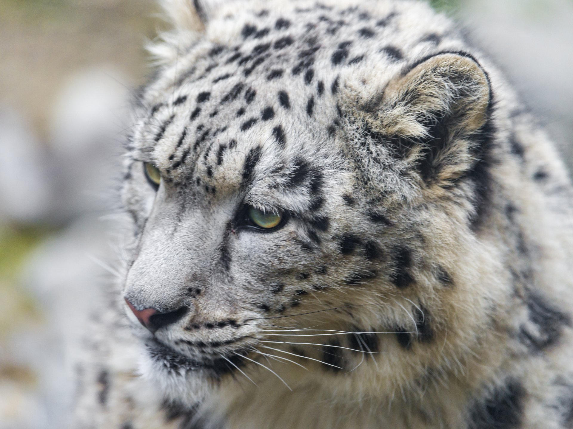 снежный барс ирбис кошка морда ©tambako the jaguar