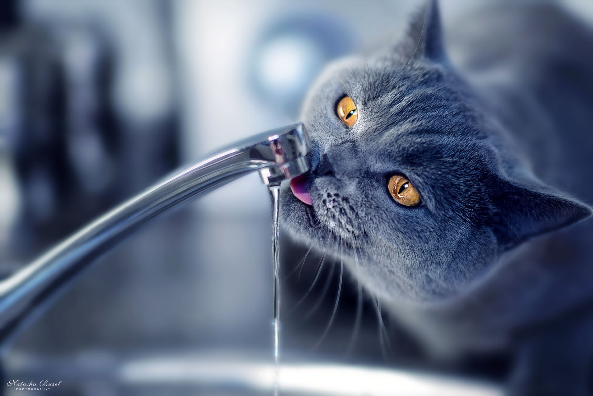 gatto lacche rubinetto beve acqua