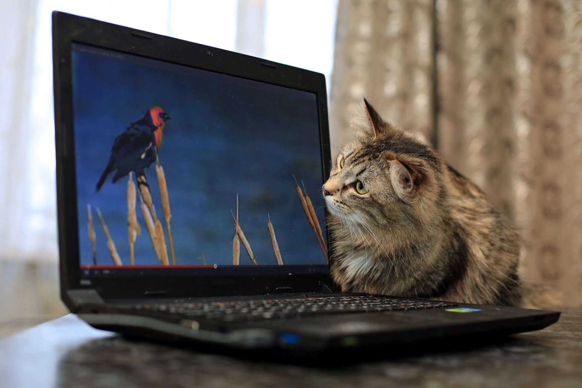 katze laptop hintergrund