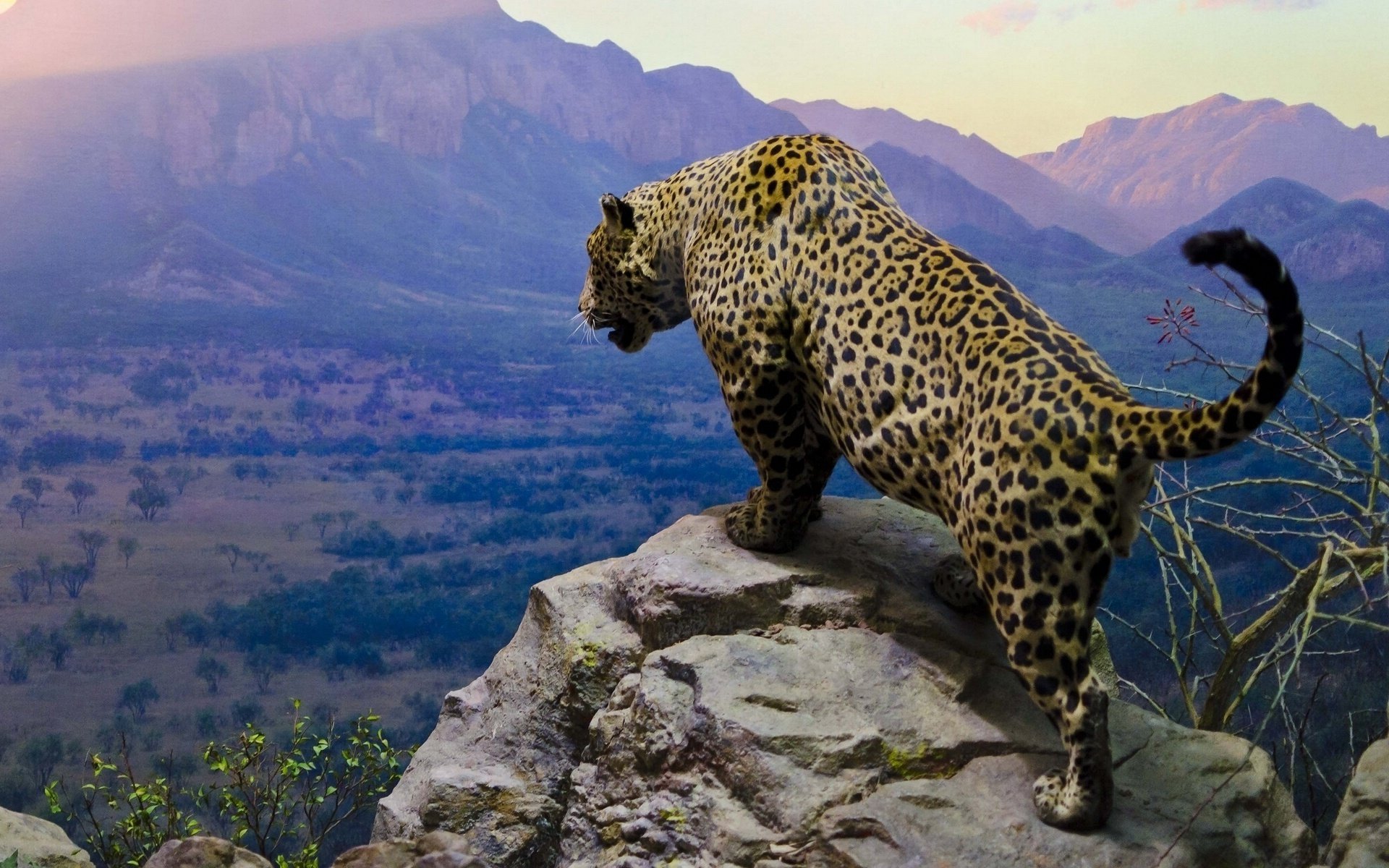 jaguar cats moutains sky